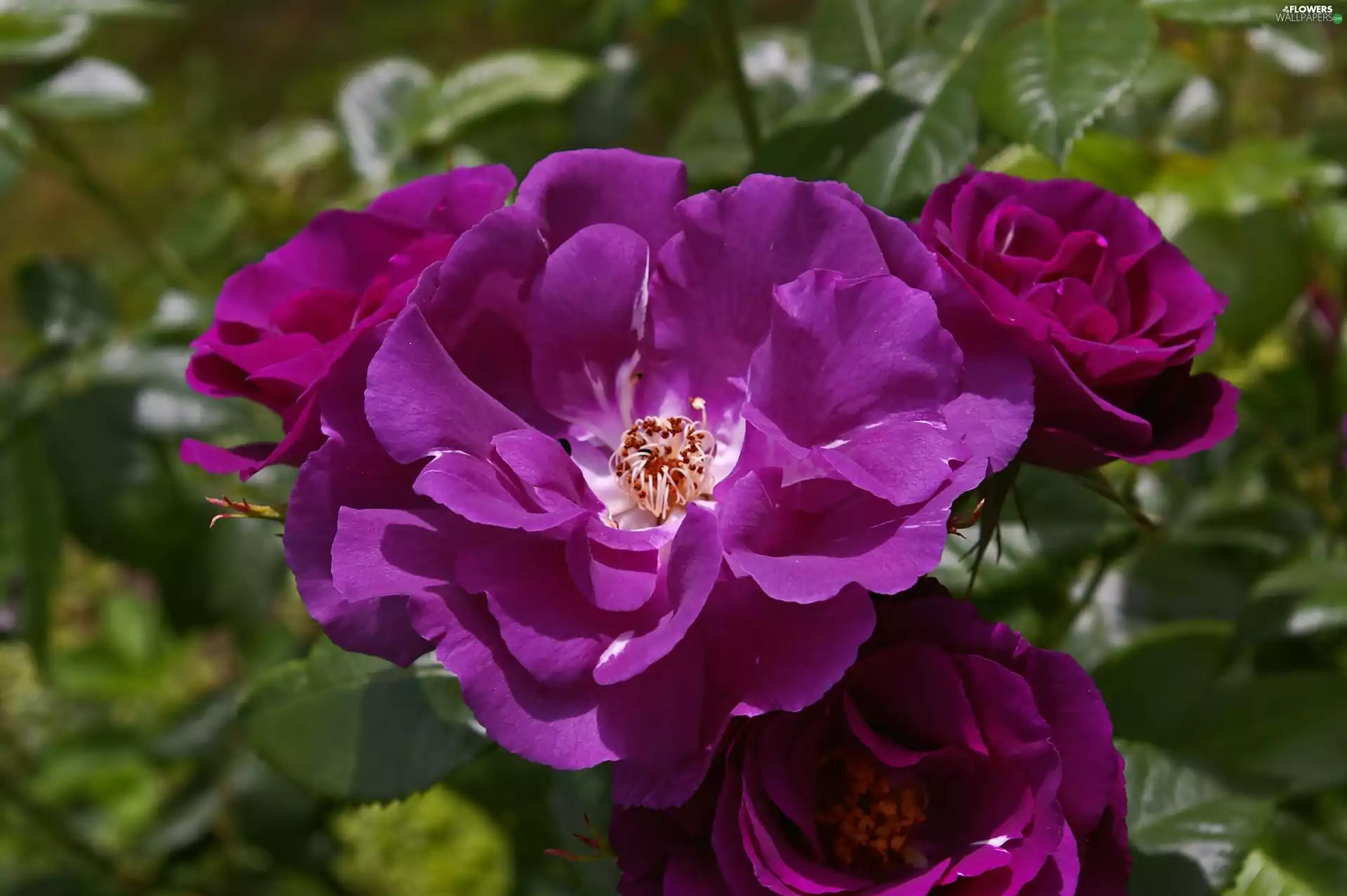 rose, Rhapsody in Blue, Violet, developed, Purple