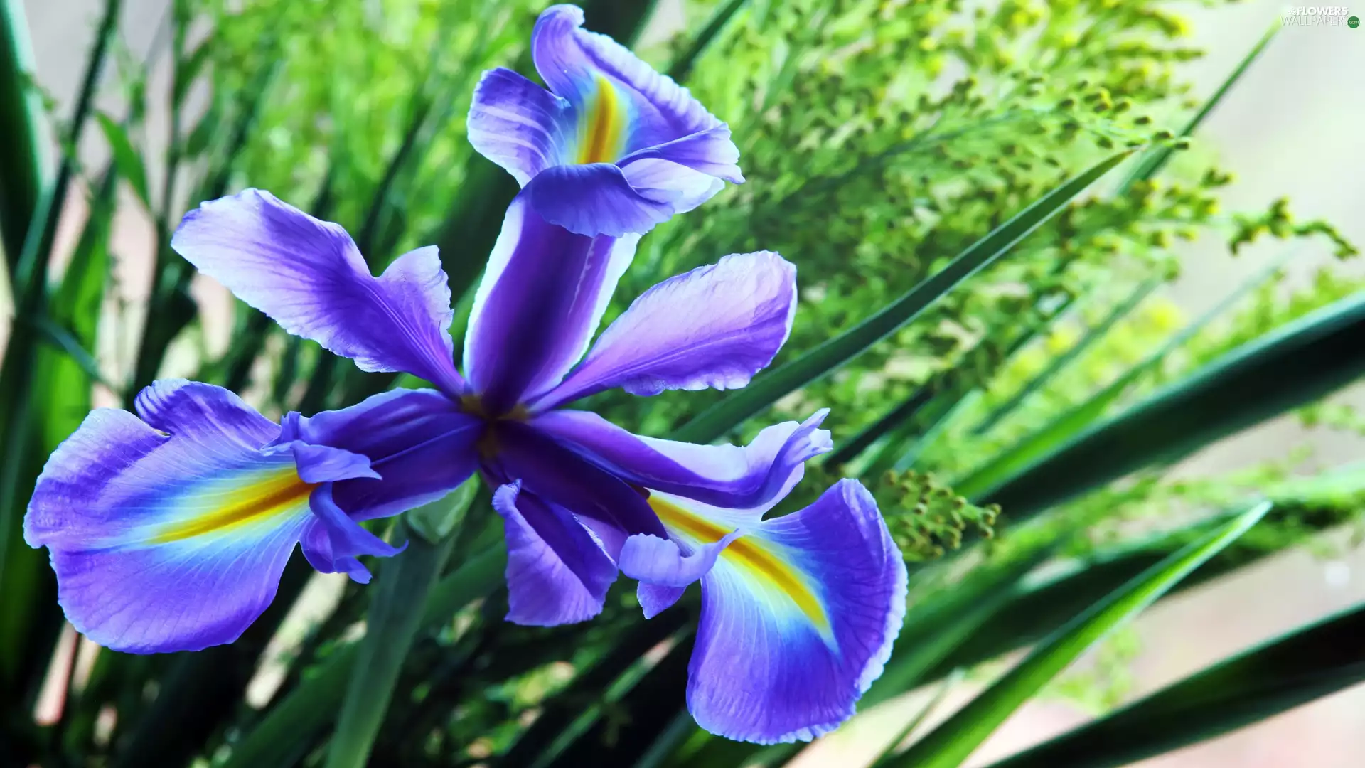 iris, Colourfull Flowers, blue