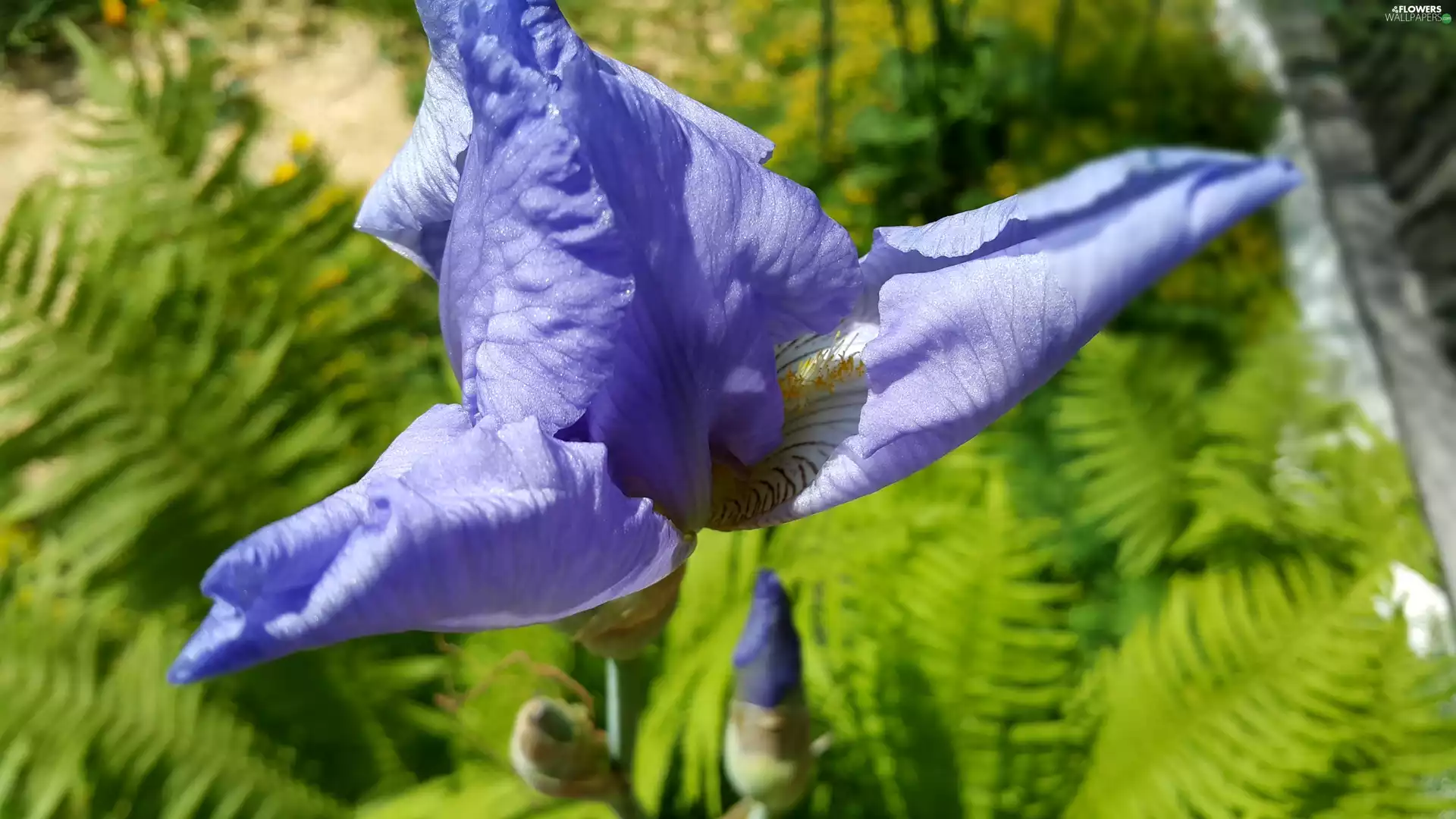 blue, iris