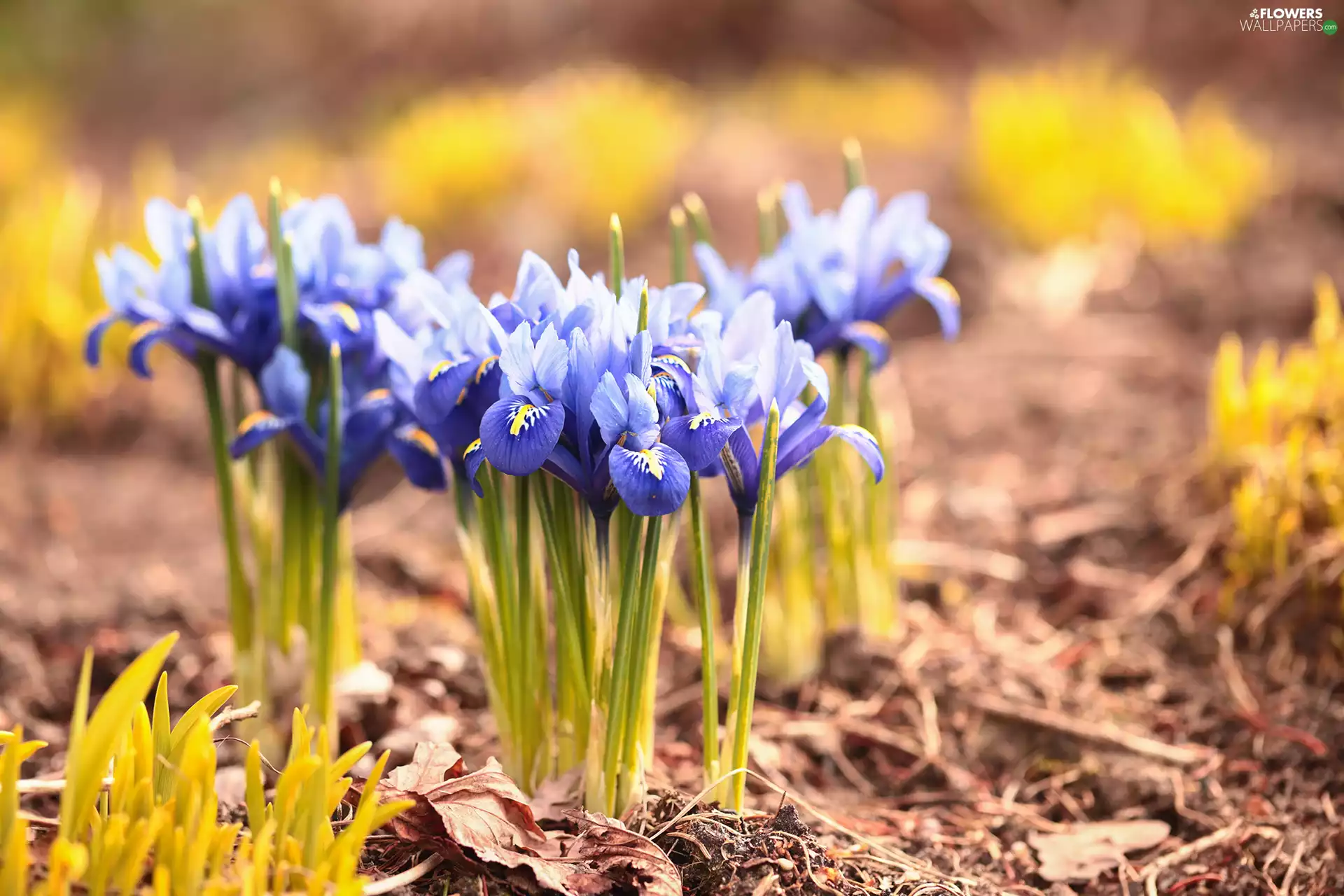 Irises, Flowers, Leaf, Blue