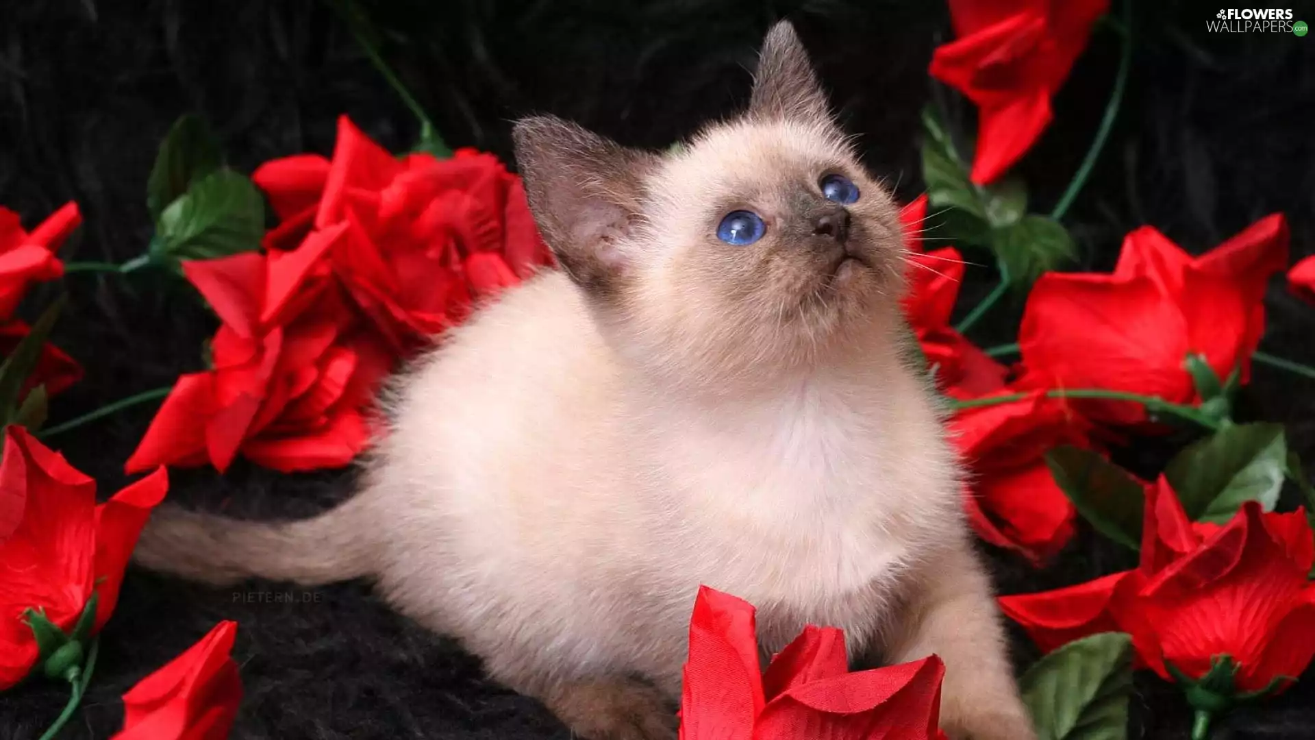 kitten, Eyes, roses, Blue