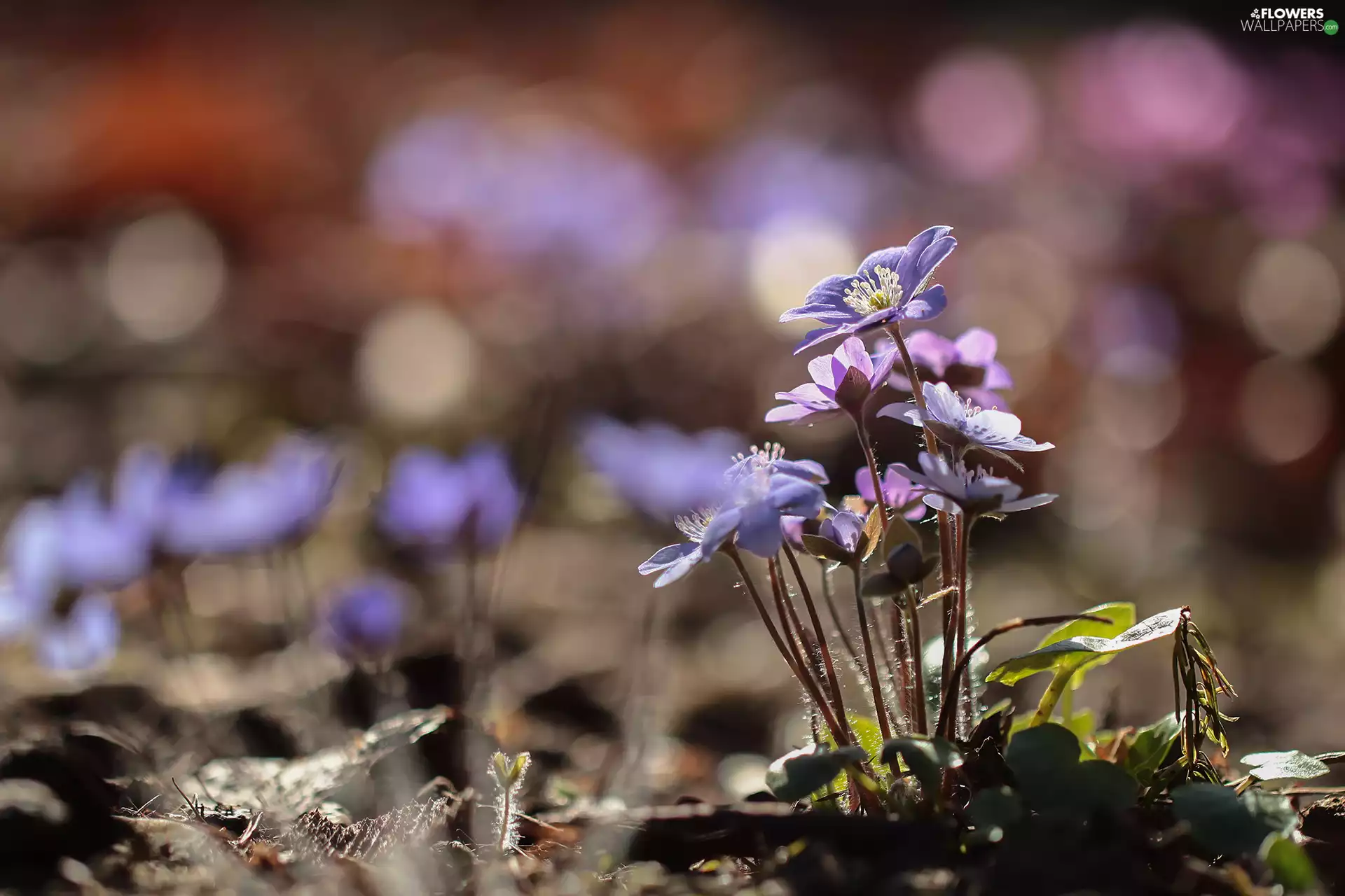 Liverleaf, Pink, Flowers, Blue
