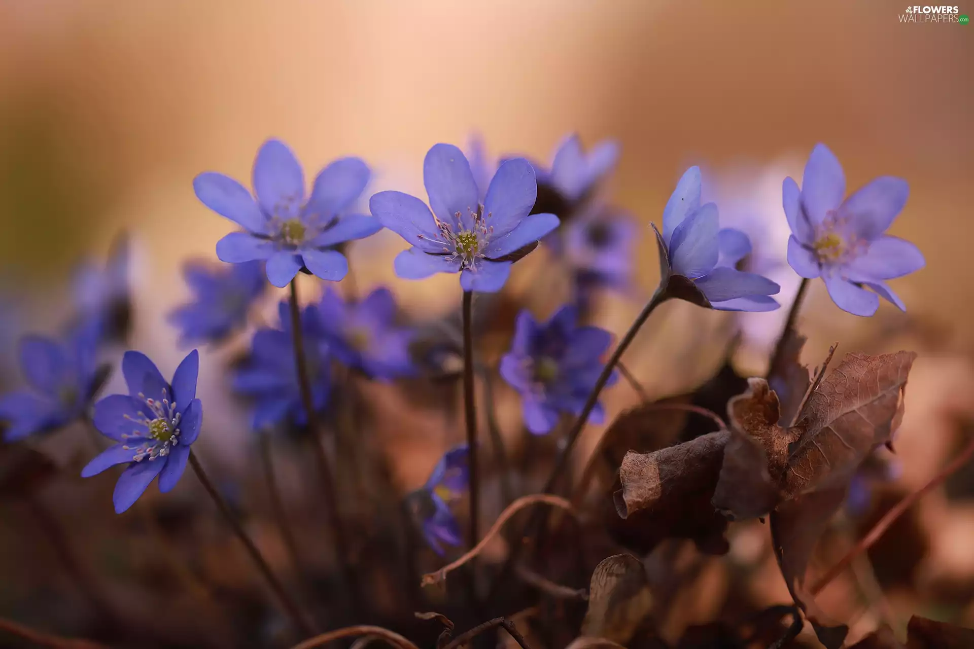 Liverworts, Flowers, cluster, Blue