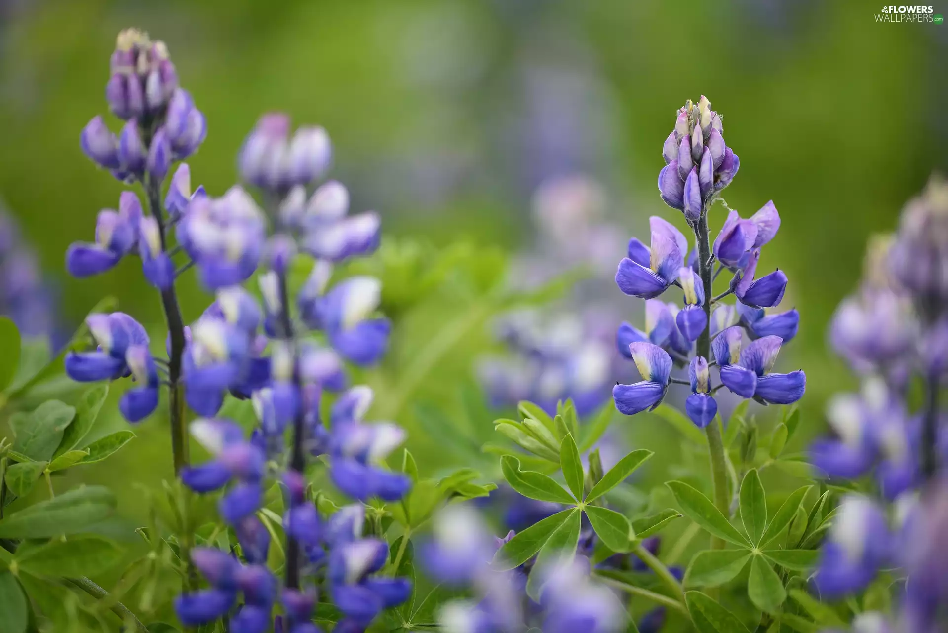 lupine, Colourfull Flowers, blue