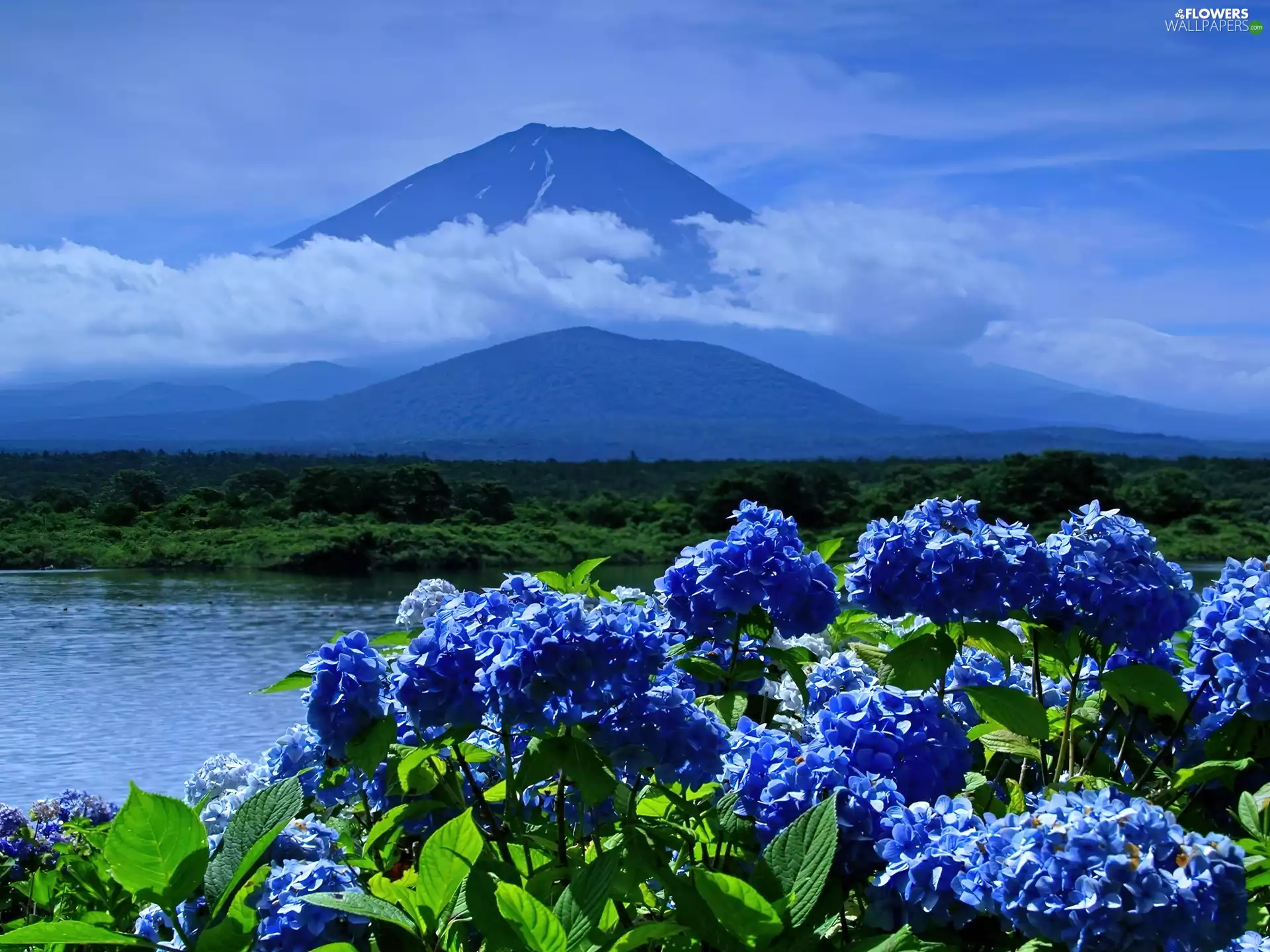 Mountains, Flowers, hydrangeas, Blue