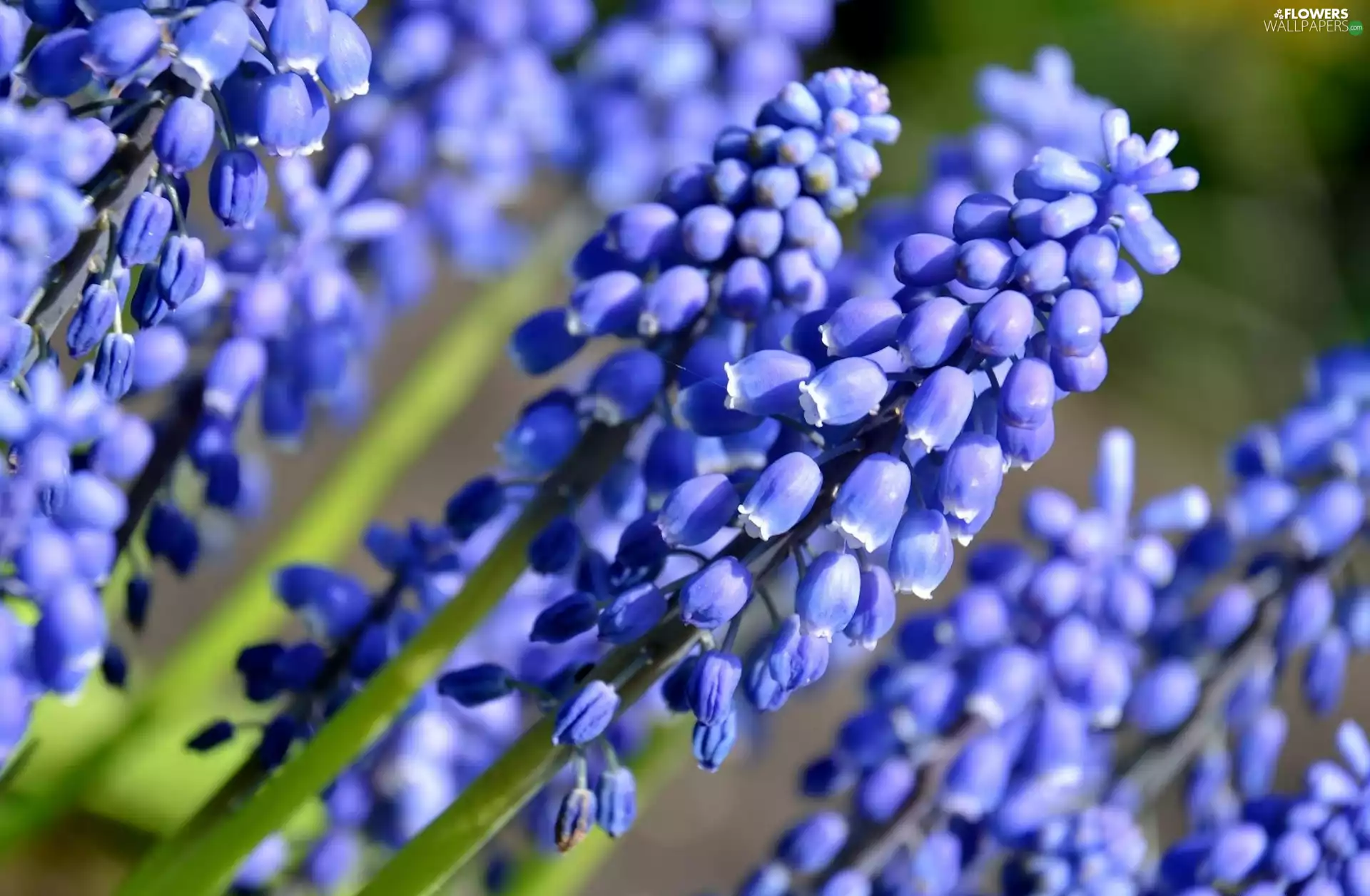 Blue, Muscari