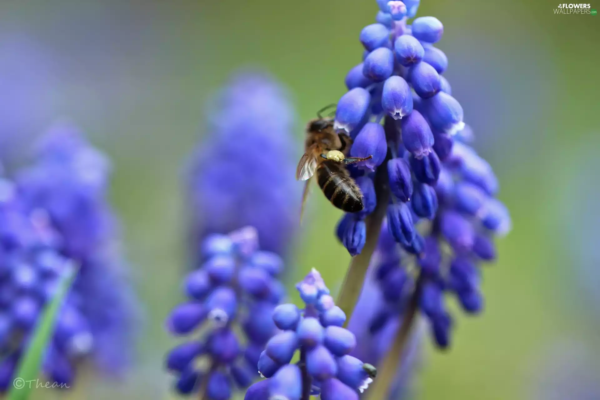 Muscari, Flowers, bee, Blue