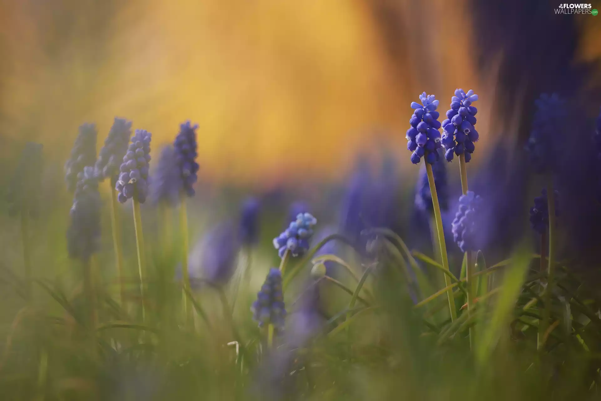 Muscari, Flowers, blur, Blue