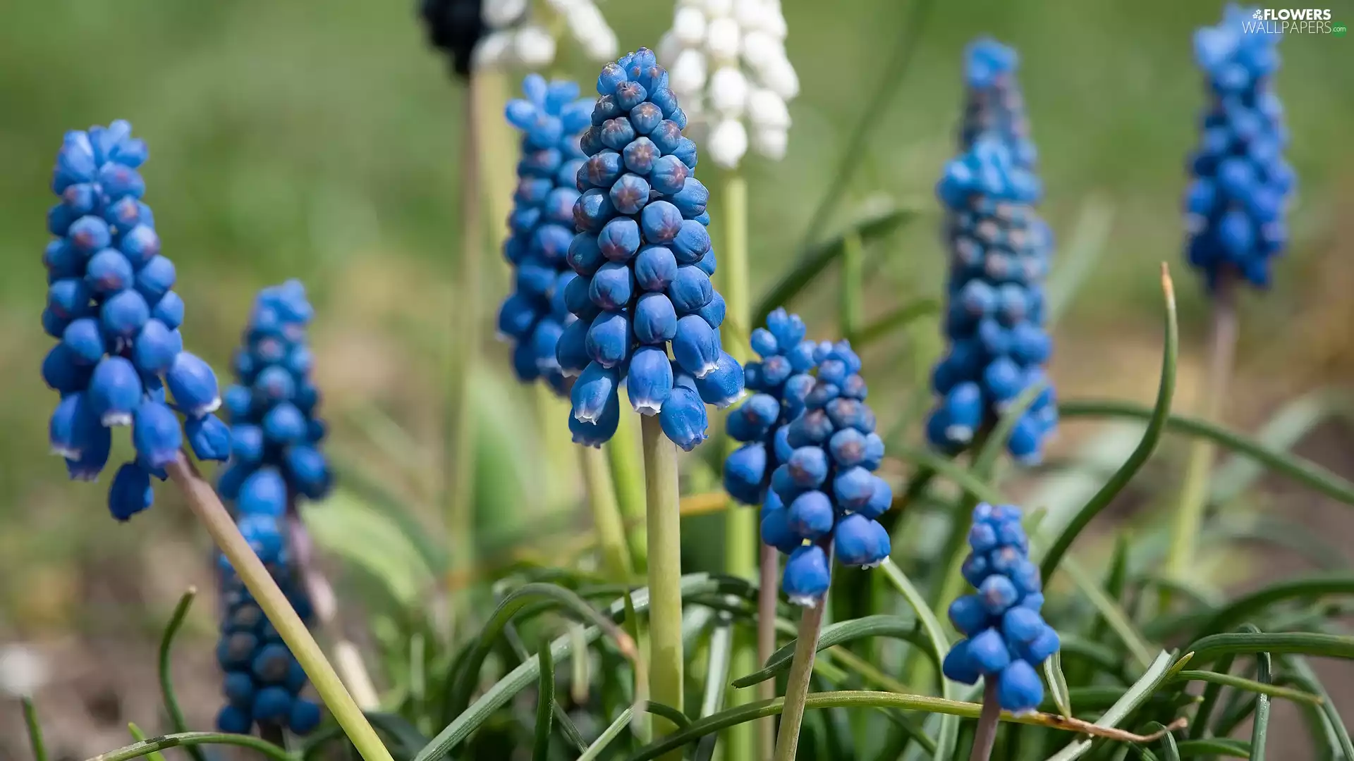 Blue, Flowers, Muscari
