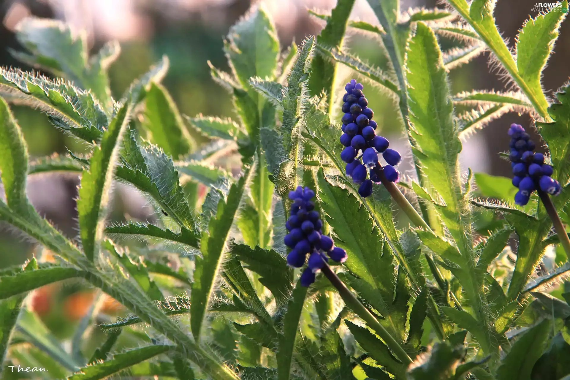 Muscari, Flowers, Leaf, Blue