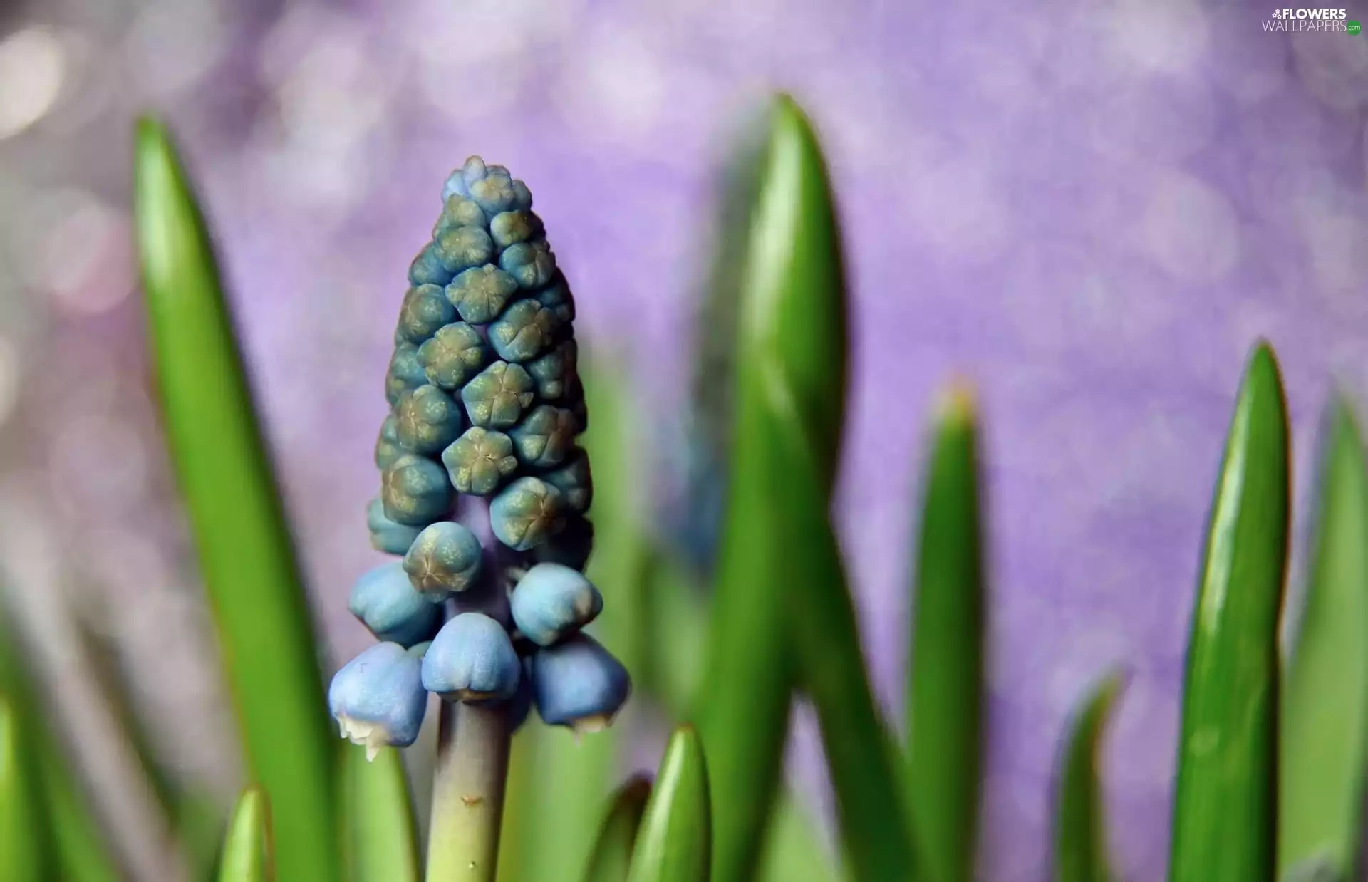 blue, Muscari