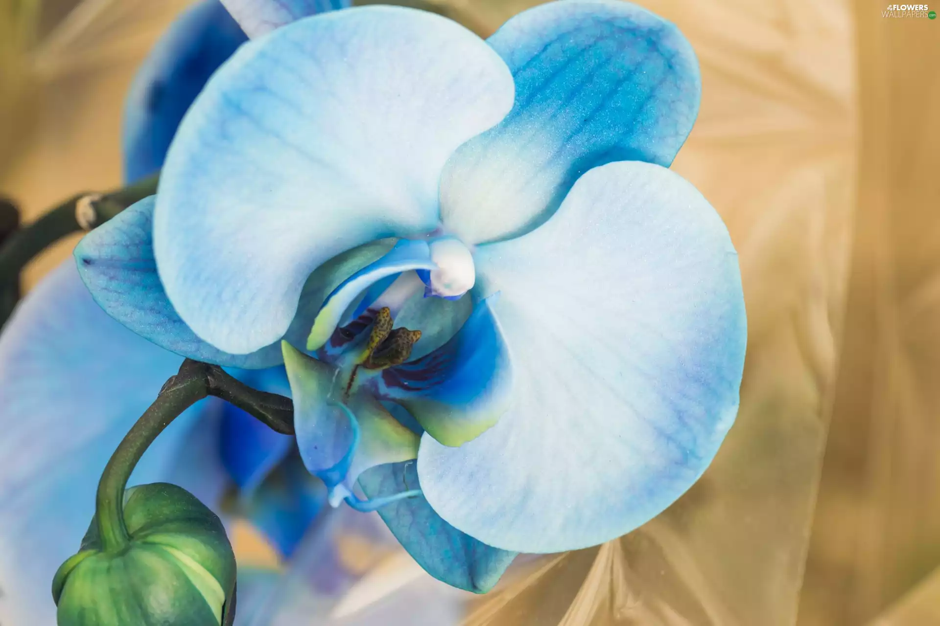 orchid, Colourfull Flowers, blue