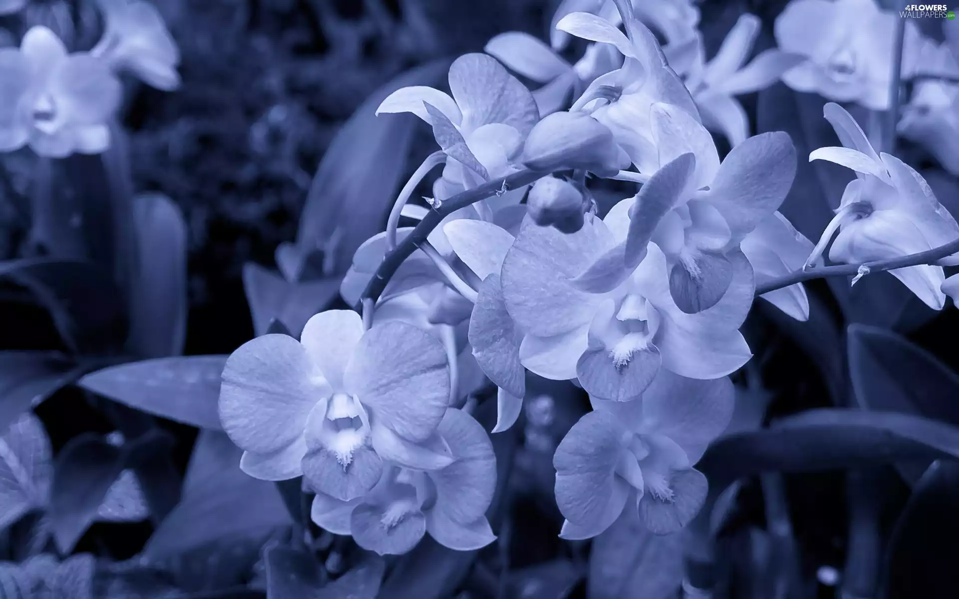 Blue, orchids