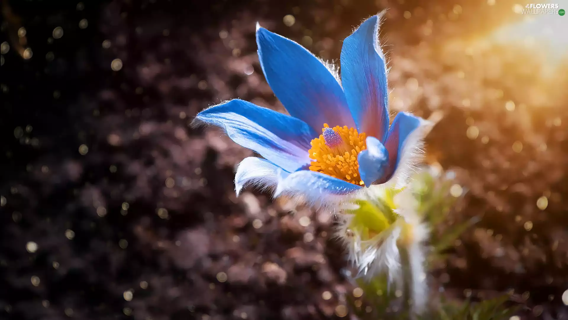 Blue, Flowers, pasque