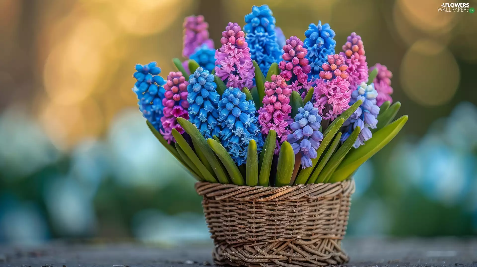 Pink, Muscari, basket, Blue