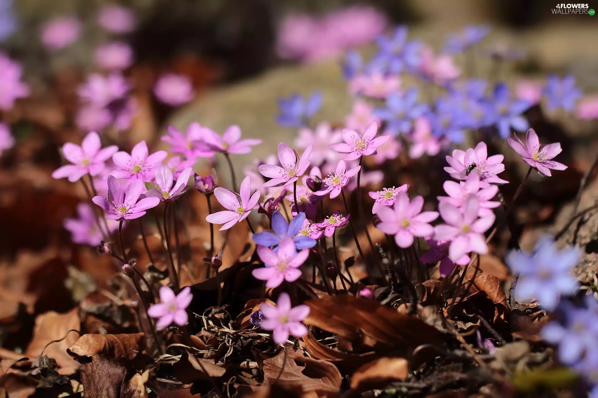 Pink, Liverworts, Flowers, Blue