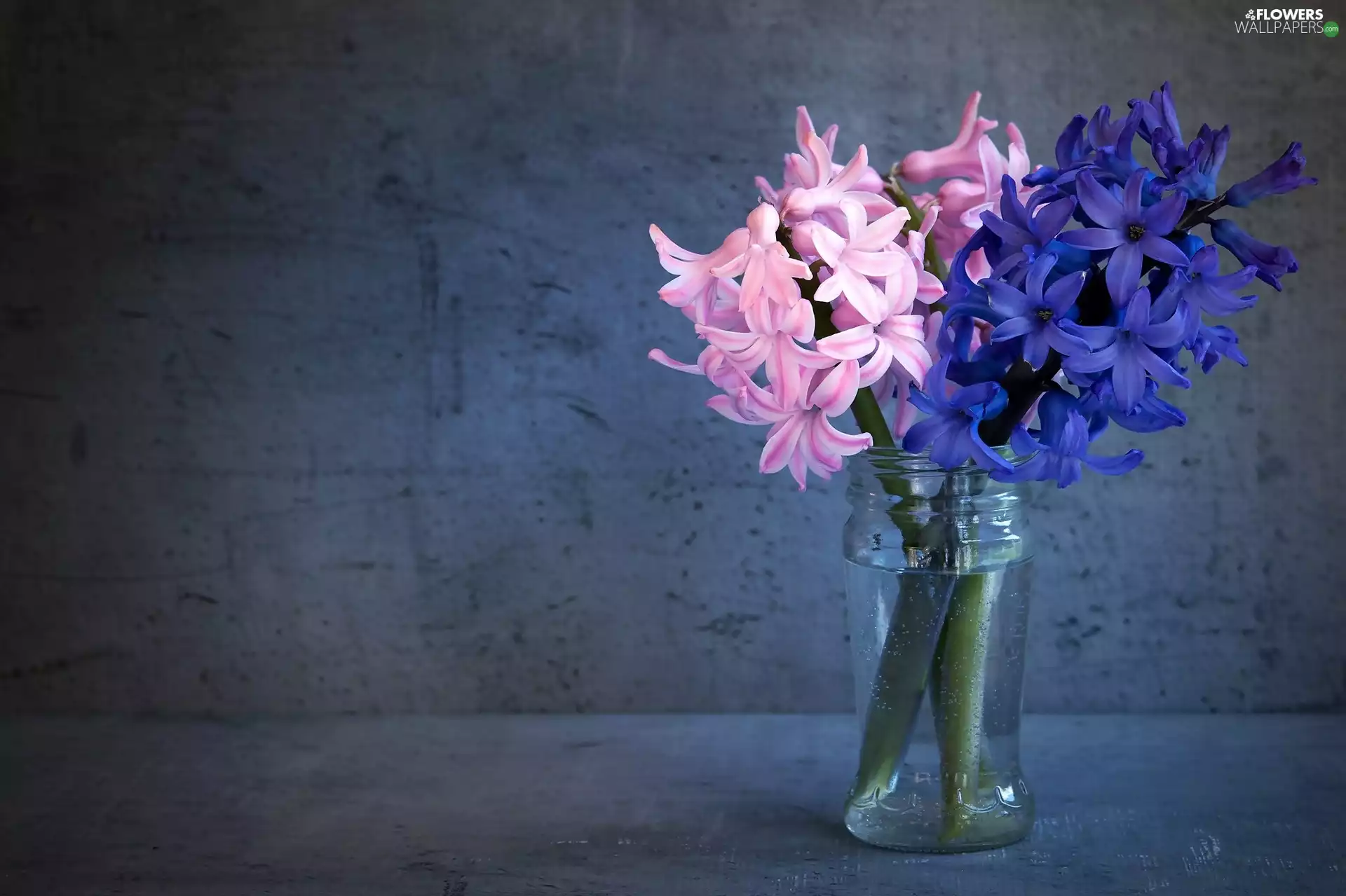 Pink, hyacinth, jar, blue