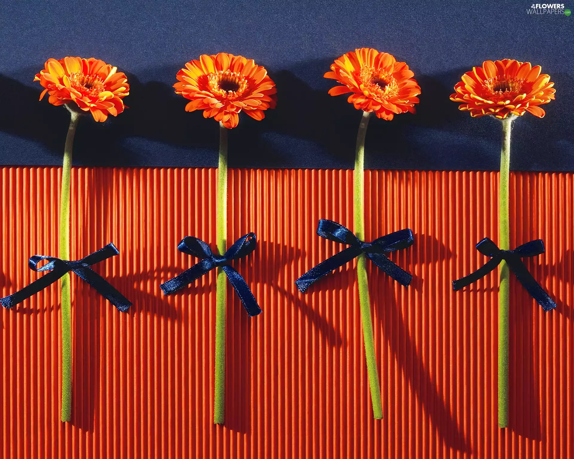 ribbons, gerberas, navy blue