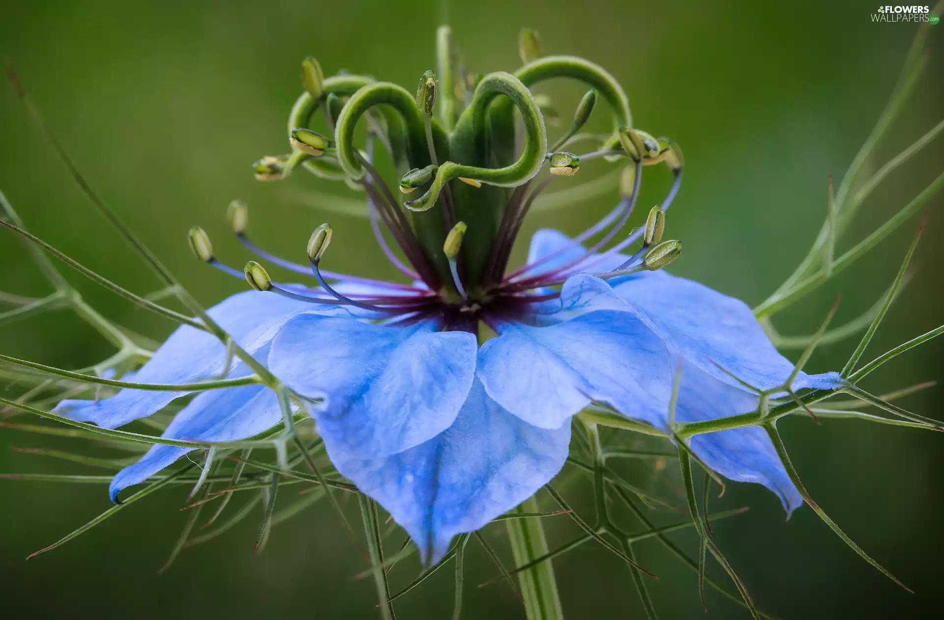 Nigella, blue, rods, Colourfull Flowers