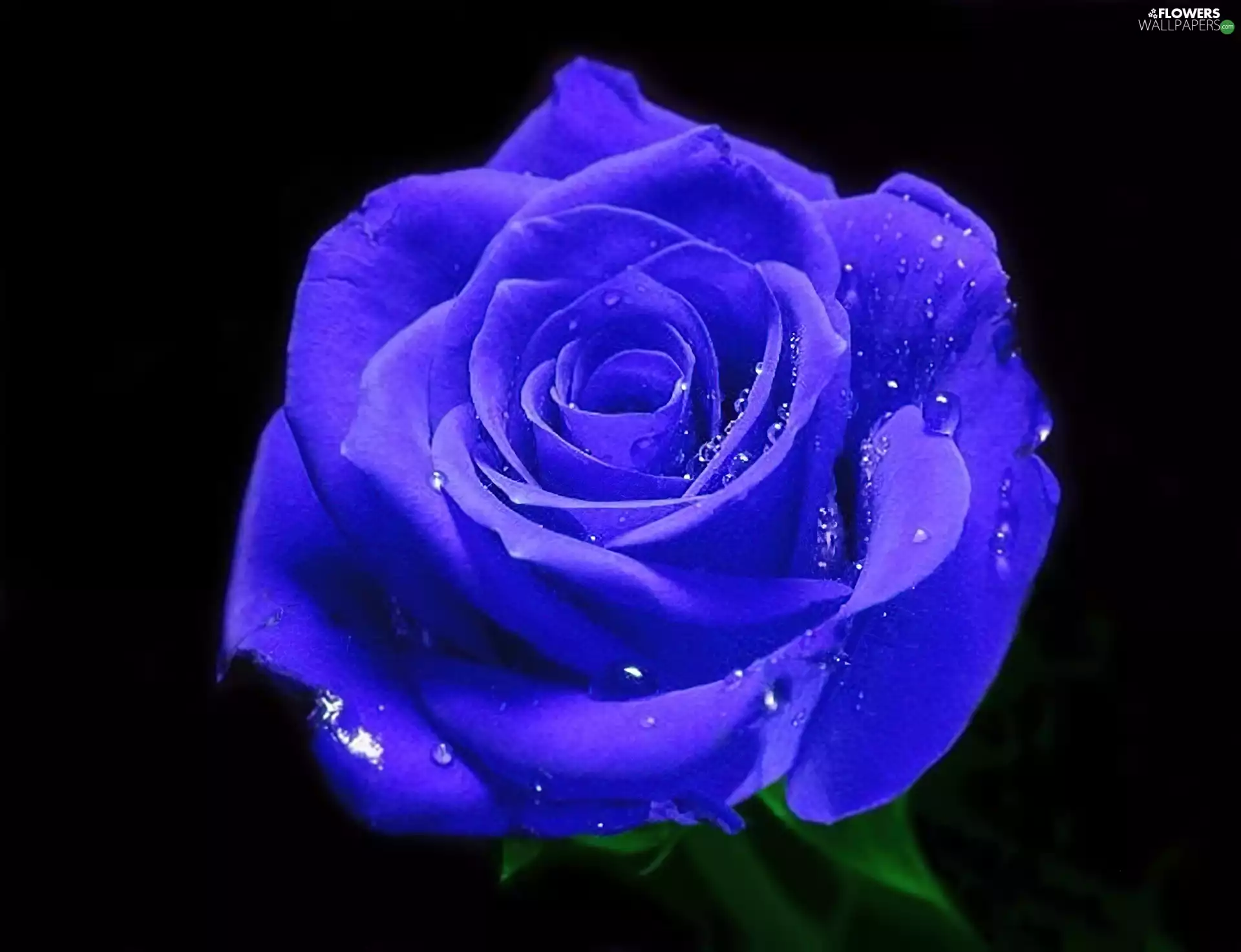 Blue, rose