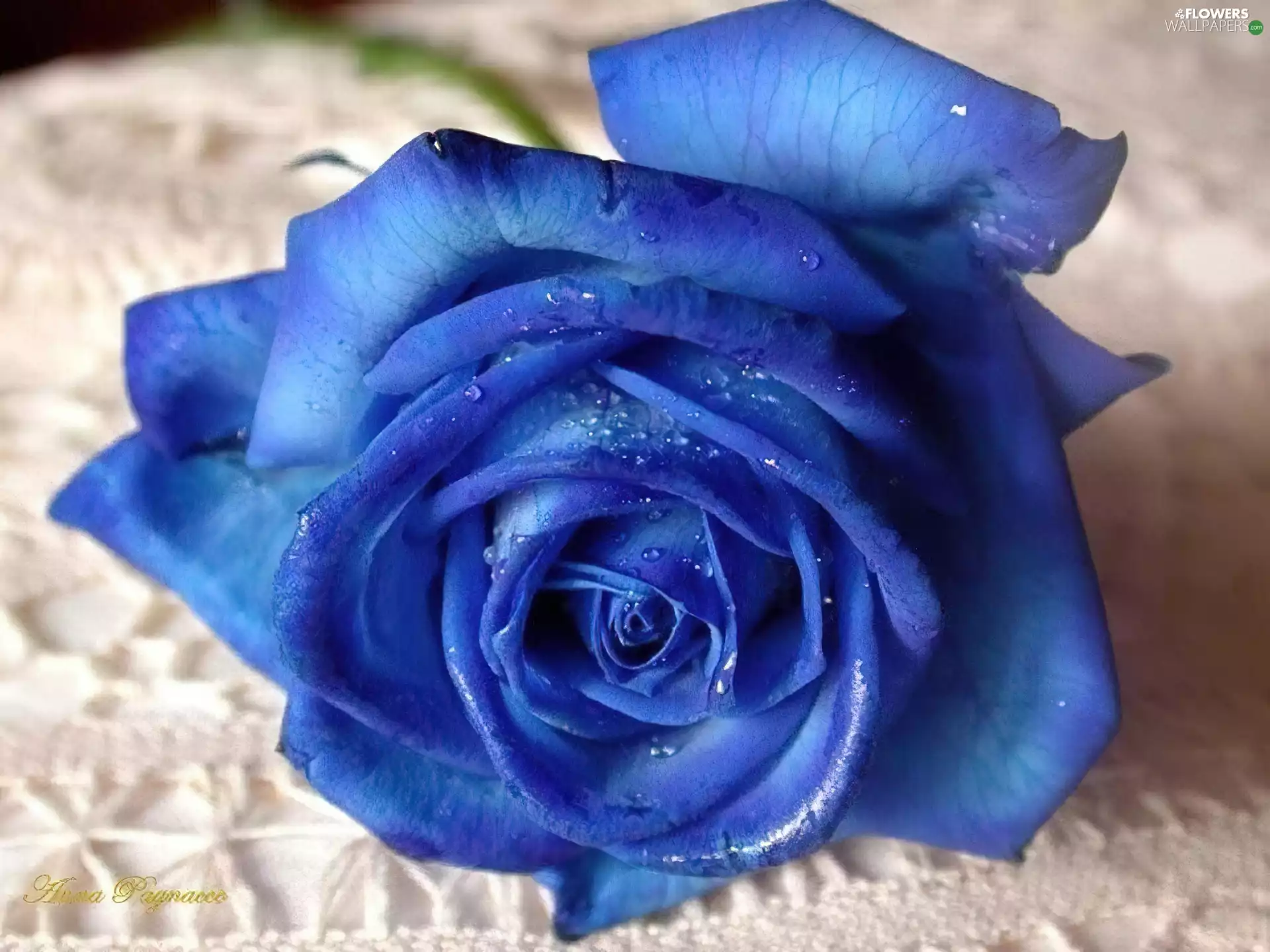 Blue, rose