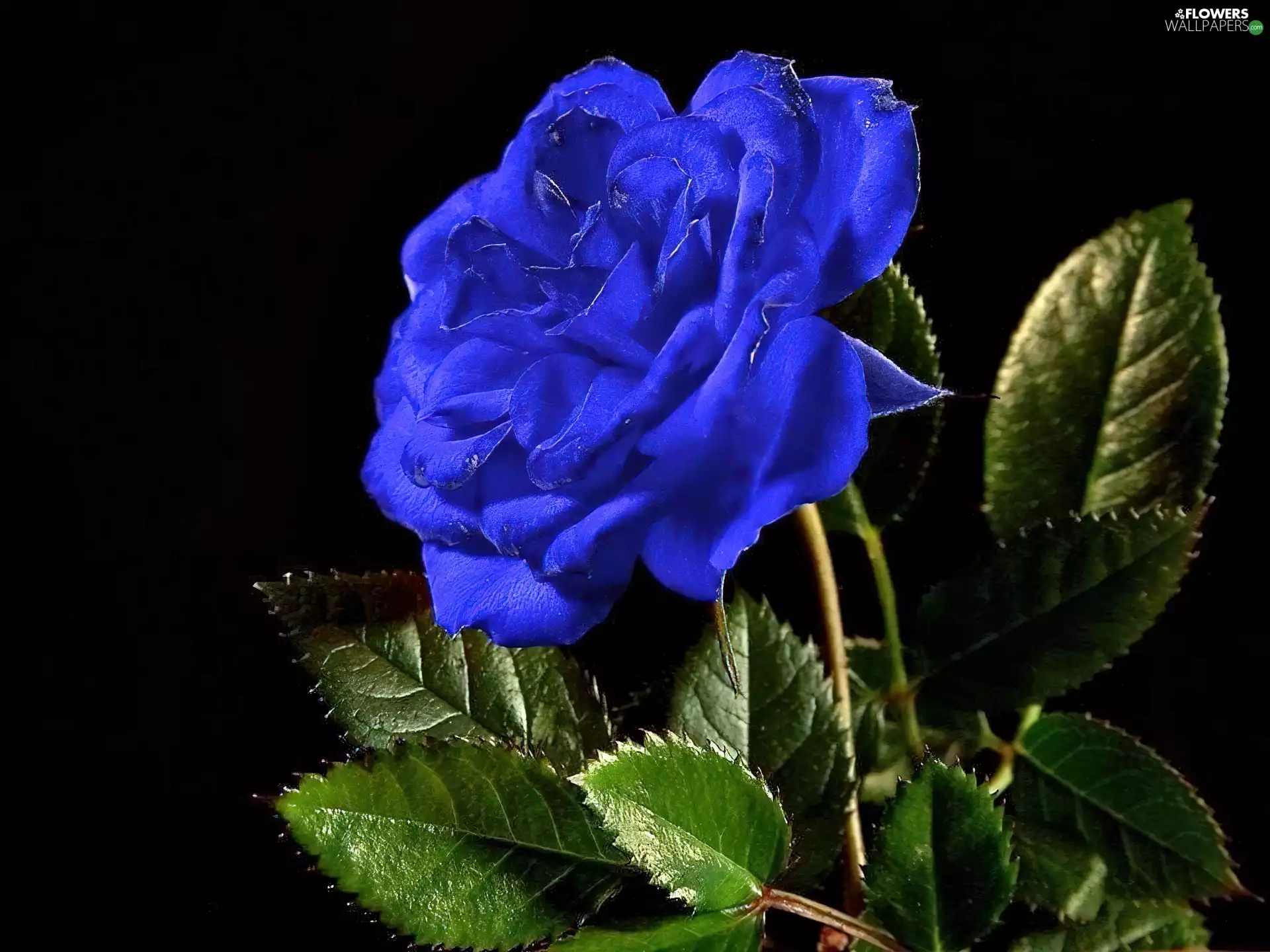 Blue, rose