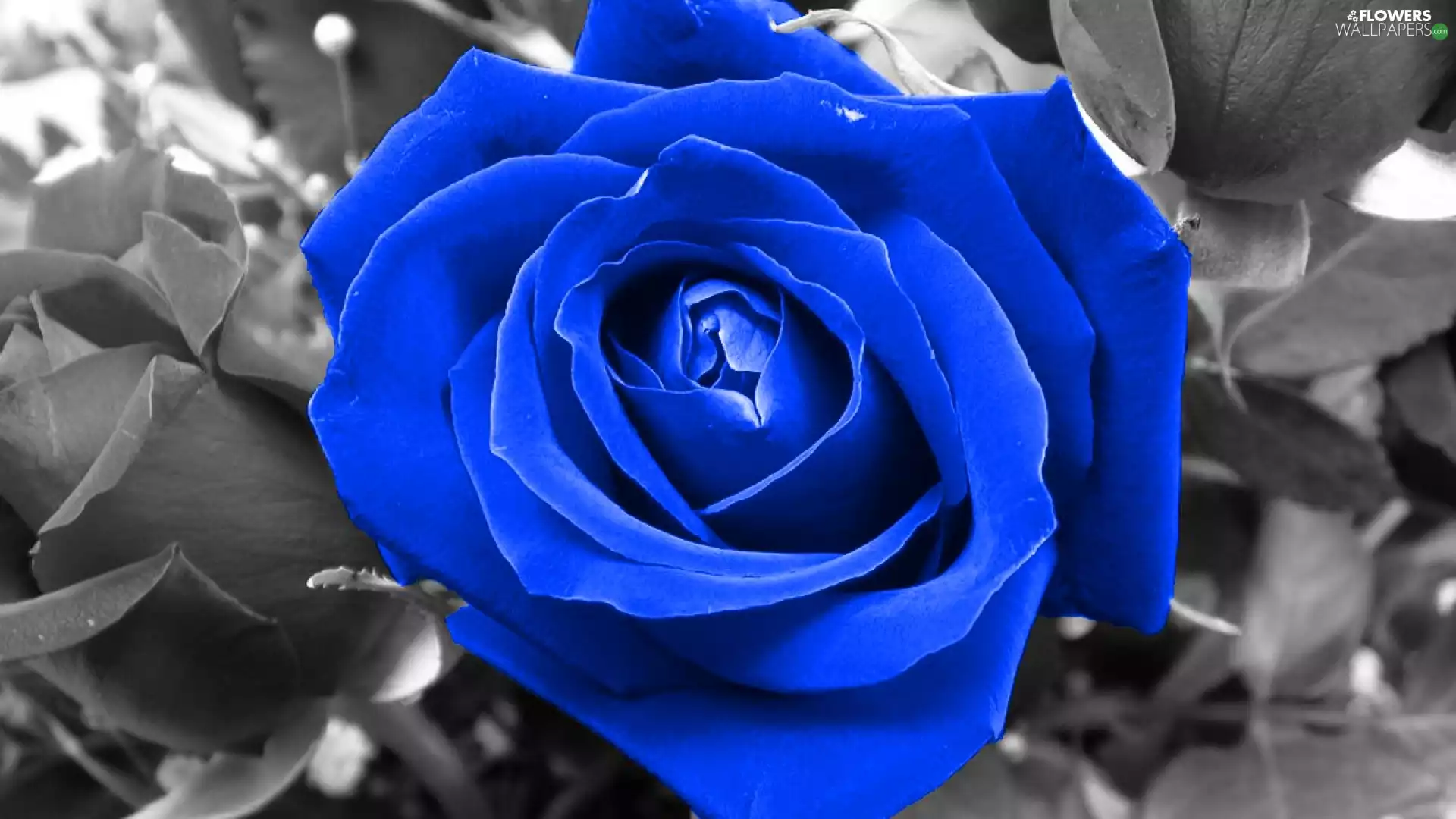 Blue, rose