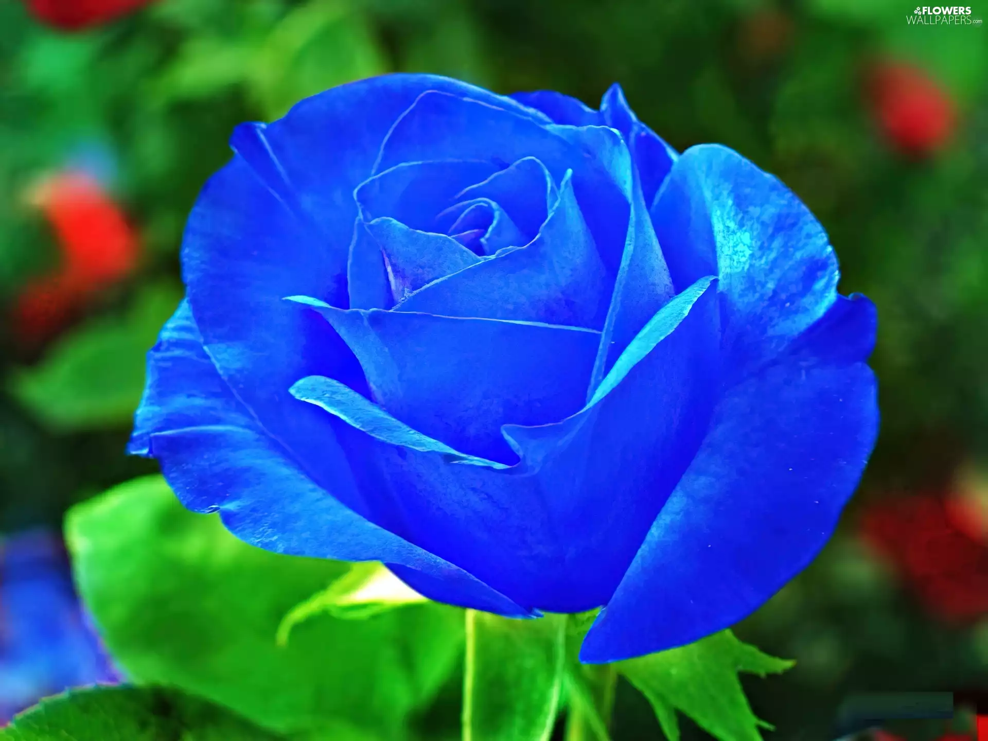 Blue, rose