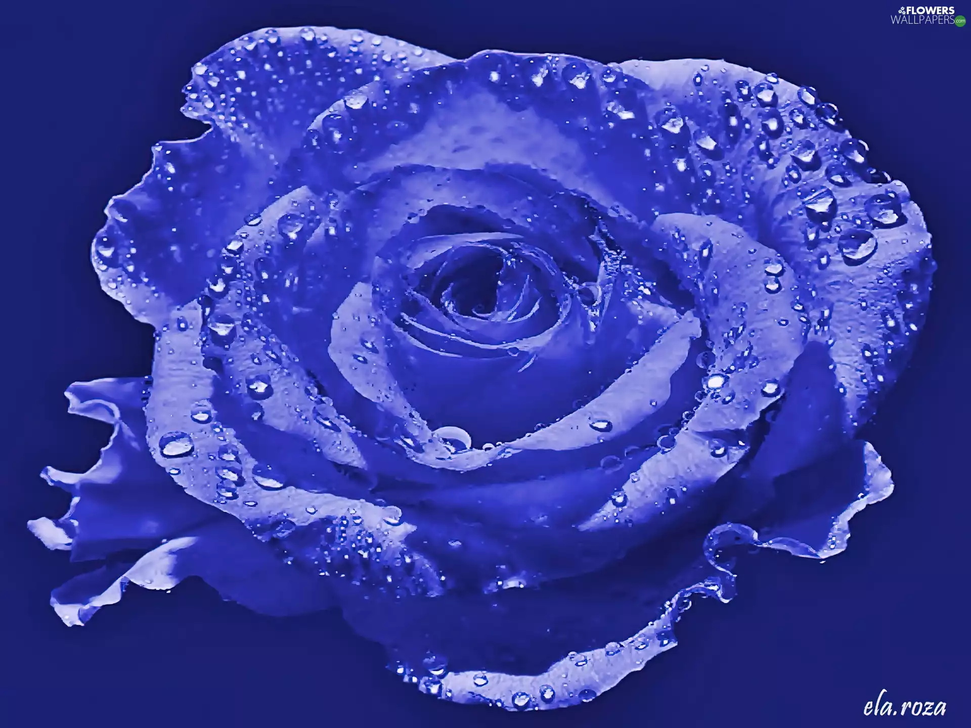 Blue, rose