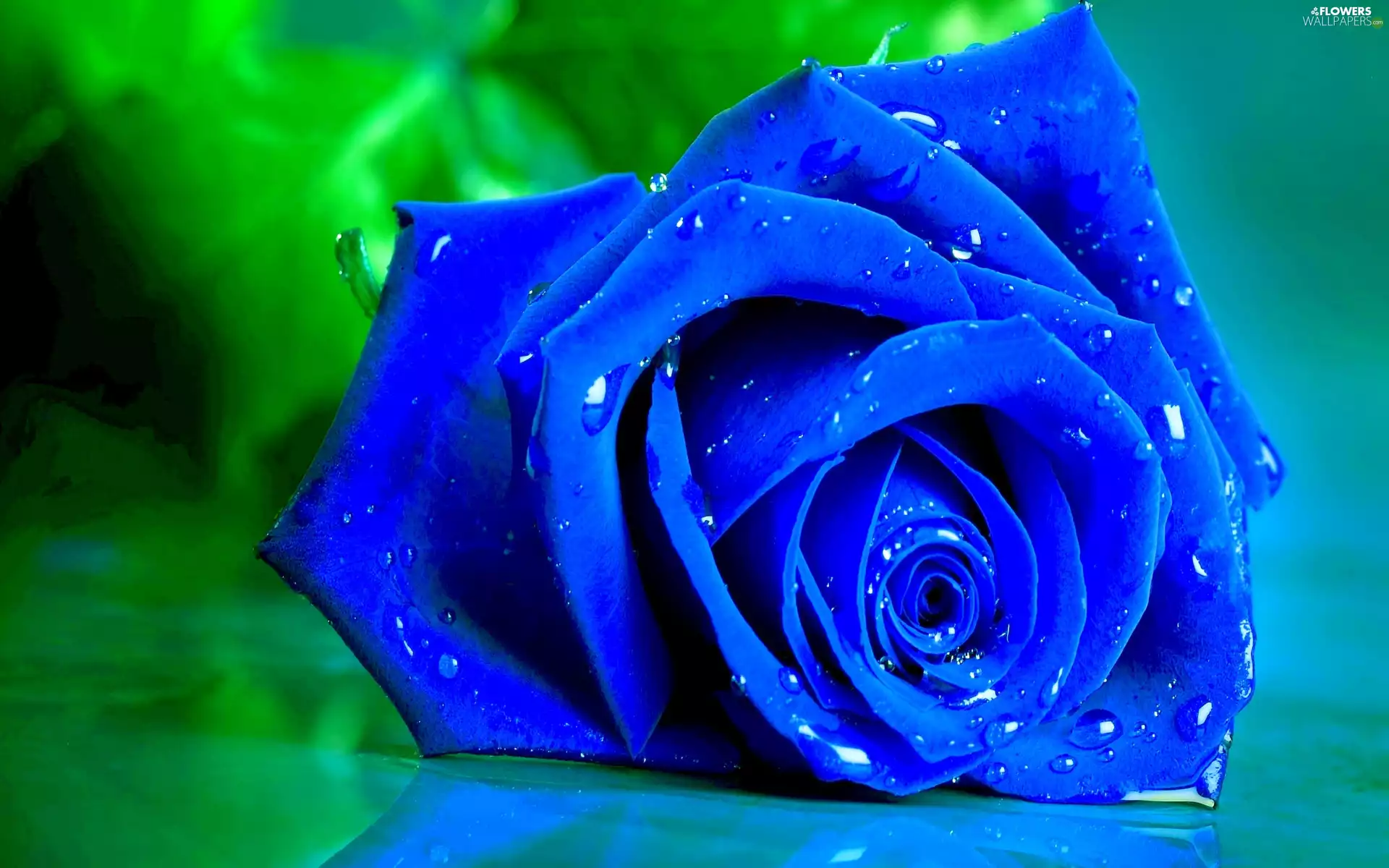 Blue, rose
