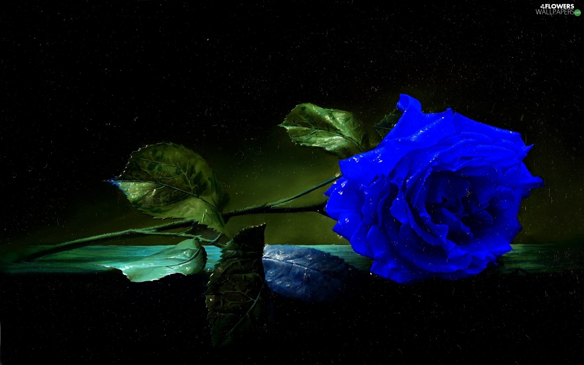 Blue, Flowers, rose