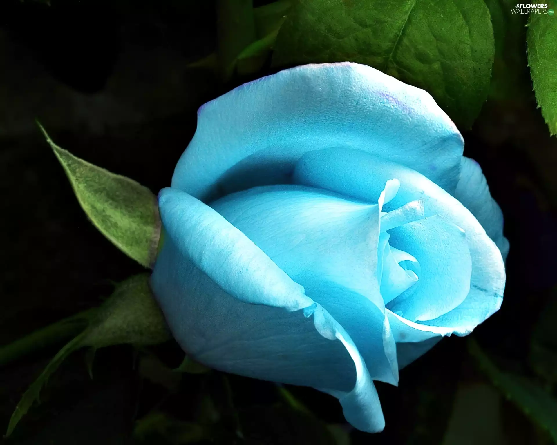 blue, rose