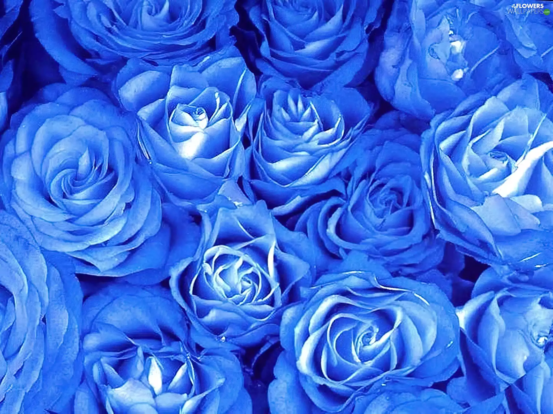 Blue, roses
