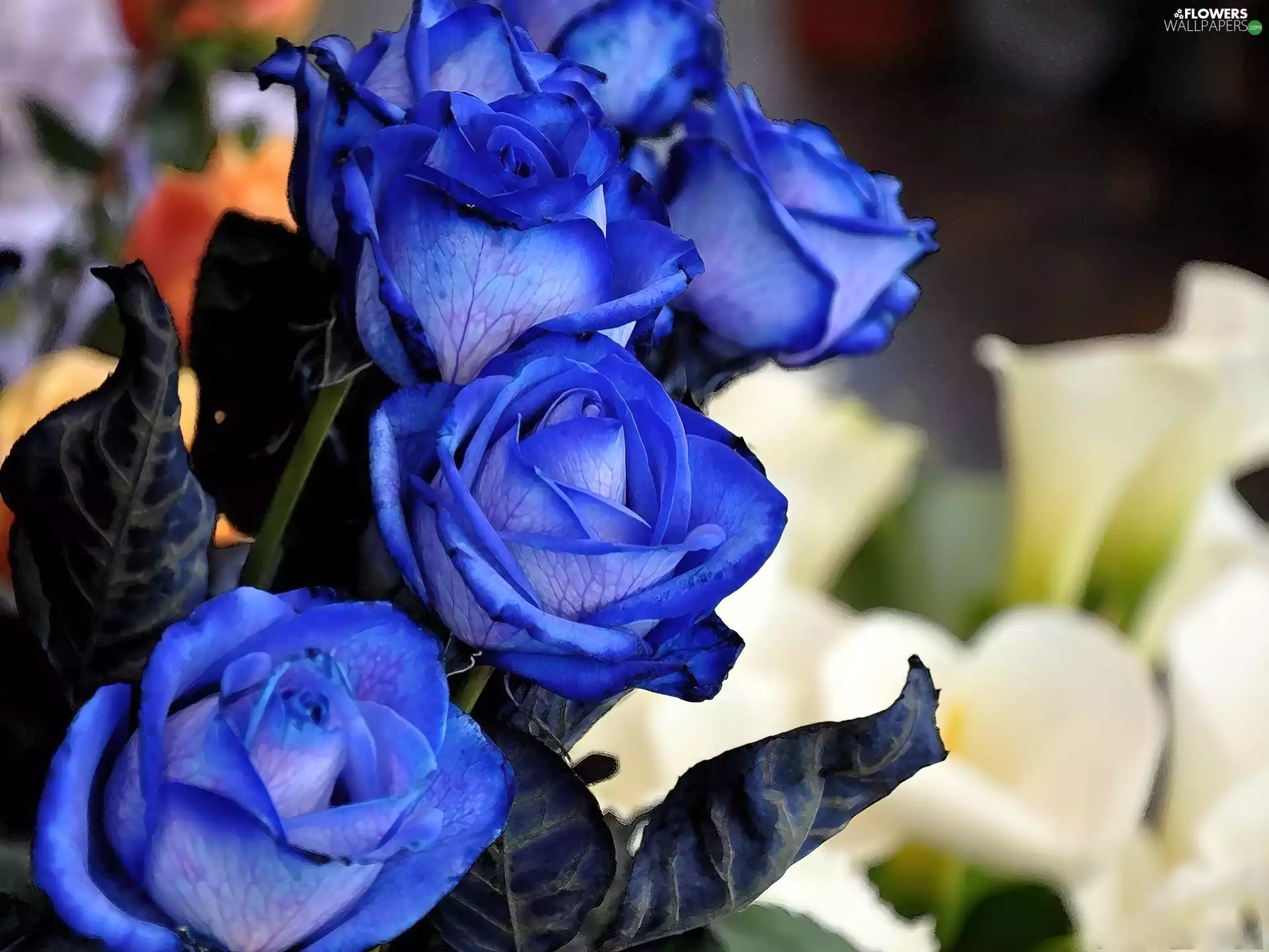 Blue, roses