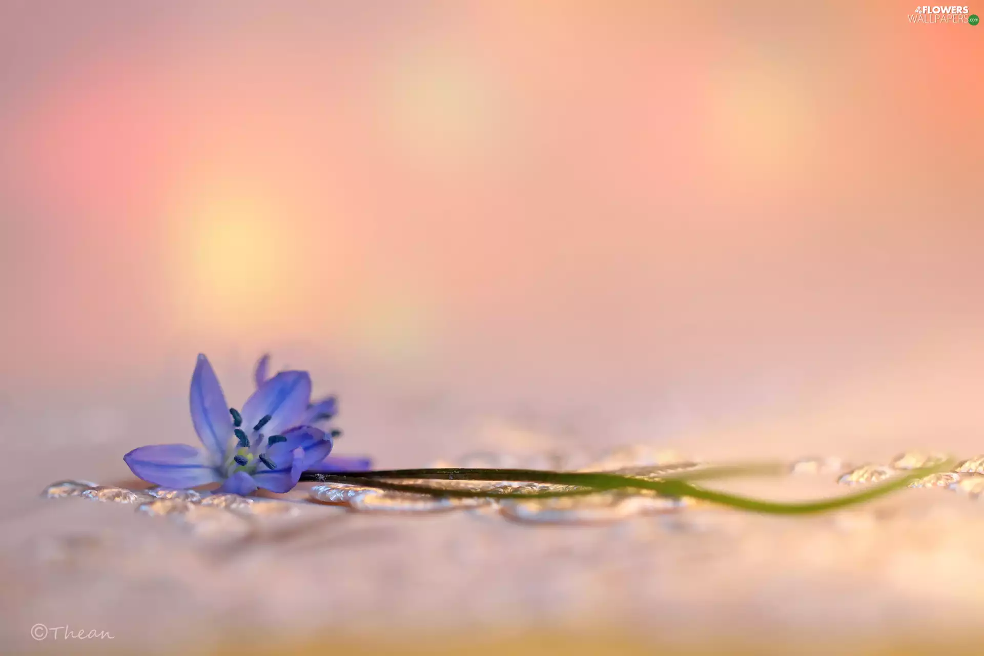 Colourfull Flowers, Siberian squill, blue