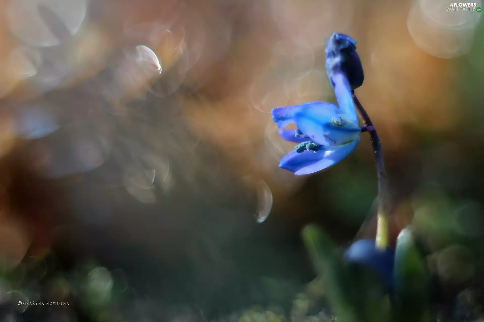 Colourfull Flowers, Siberian squill, blue