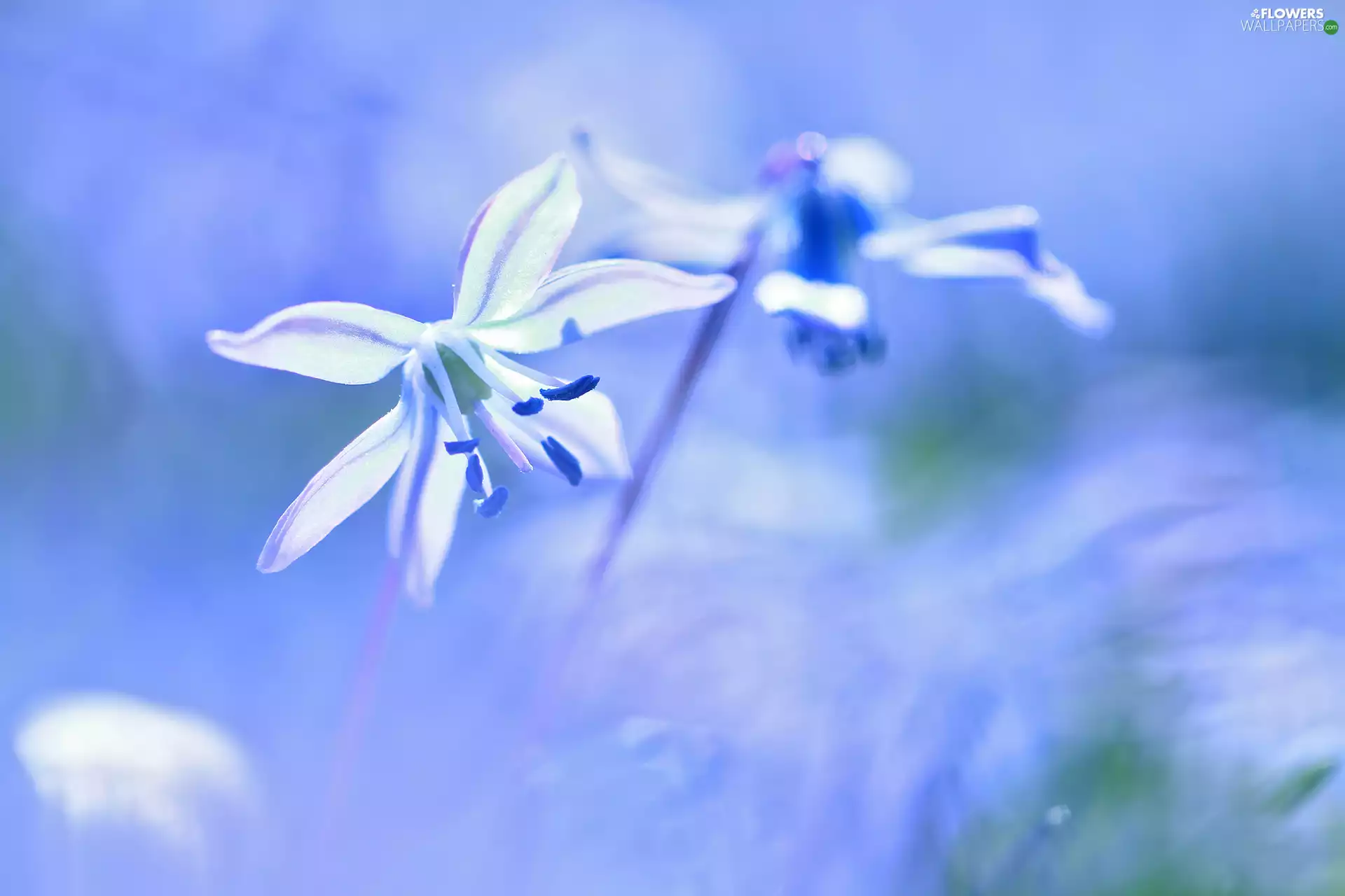 Colourfull Flowers, Siberian squill, blue