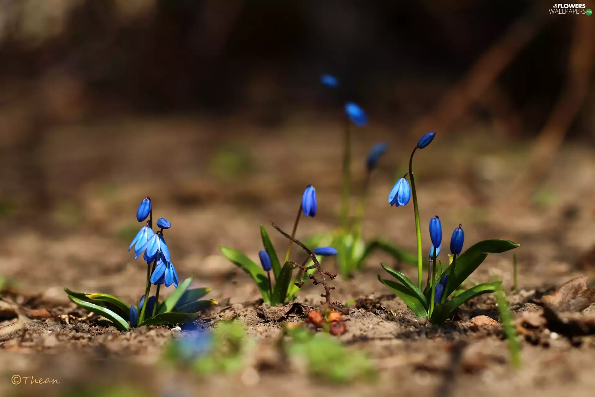 Flowers, Siberian squill, Blue