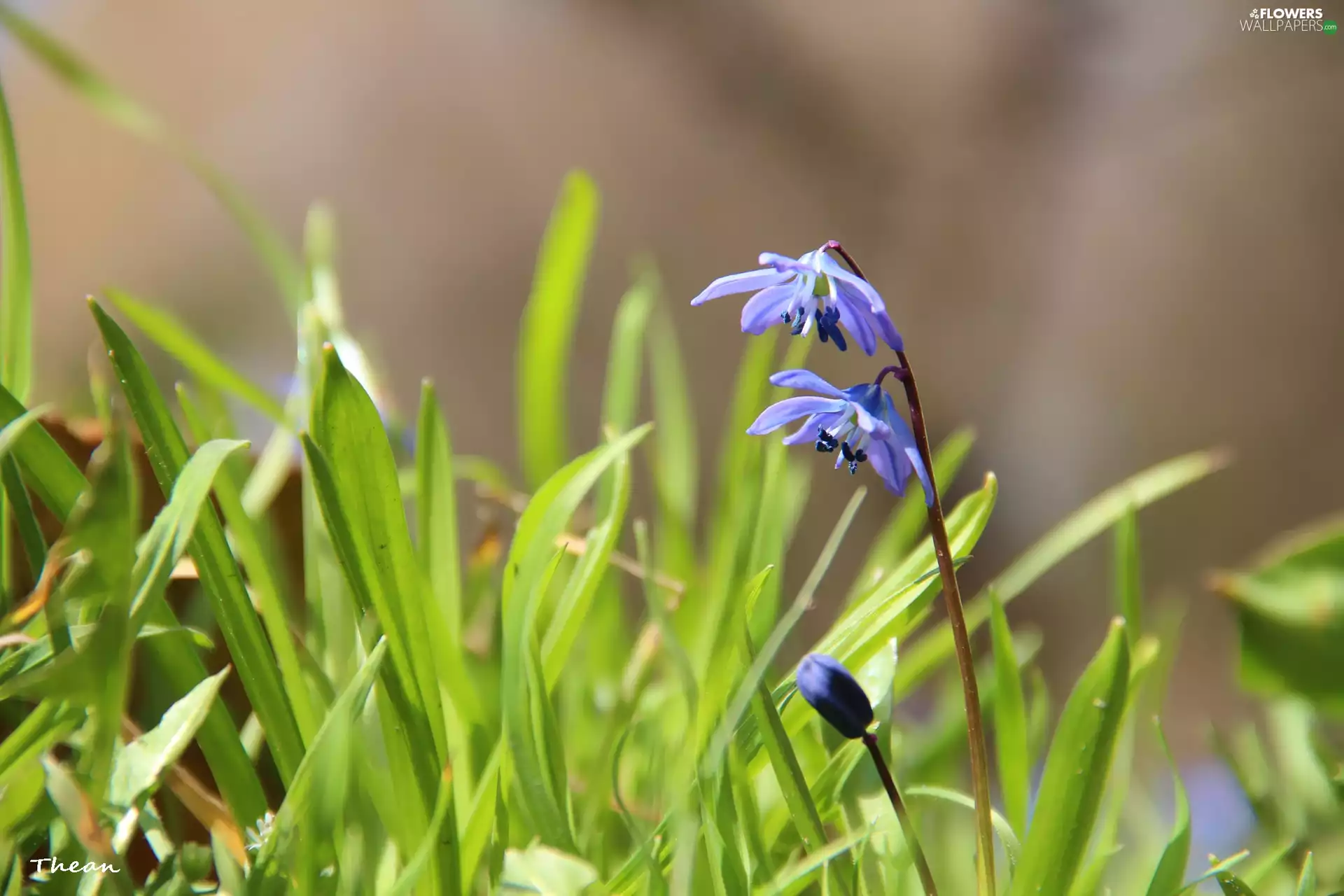 Flowers, Siberian squill, Blue