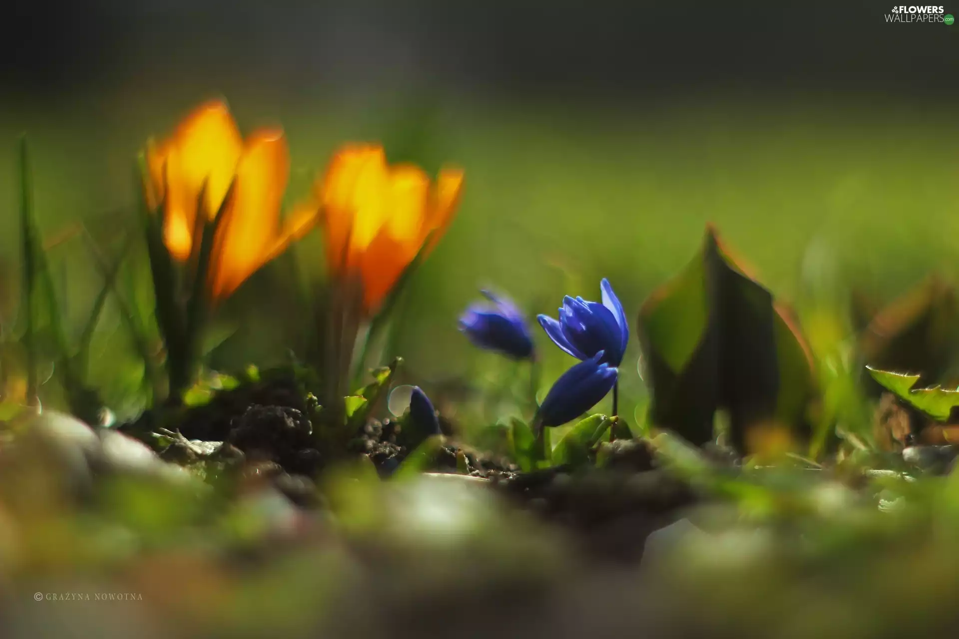 Flowers, Siberian squill, Blue