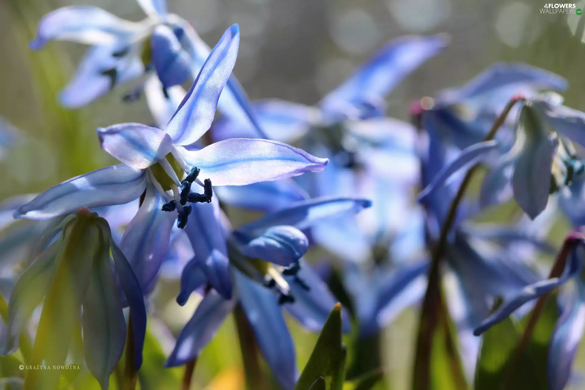 Flowers, Siberian squill, Blue