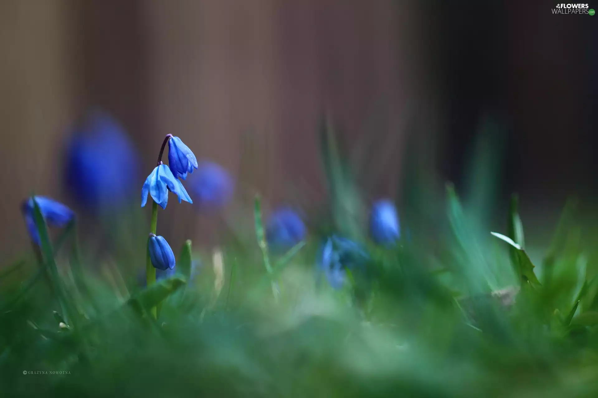 Flowers, Siberian squill, Blue