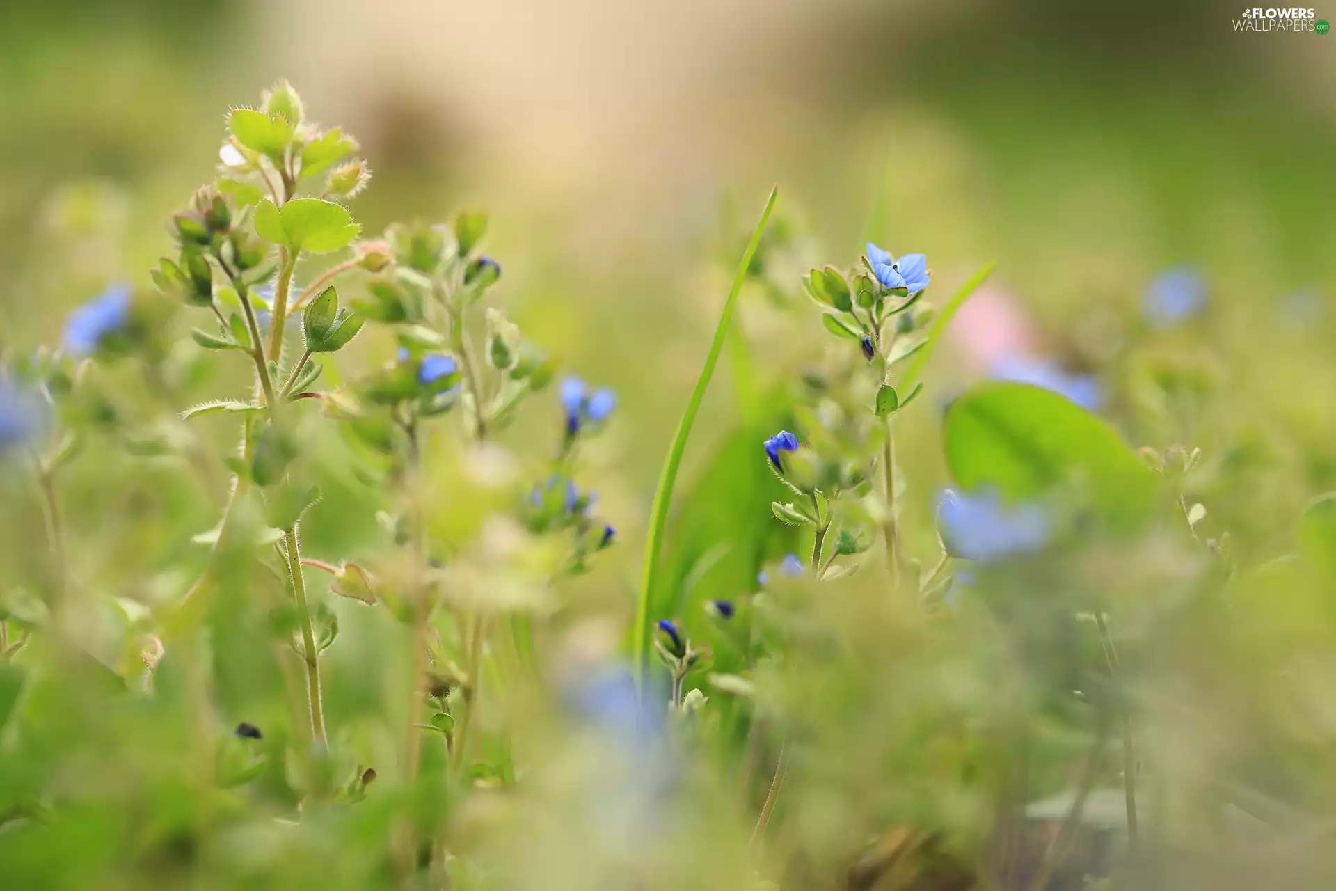 speedwell, Flowers, rapprochement, Blue