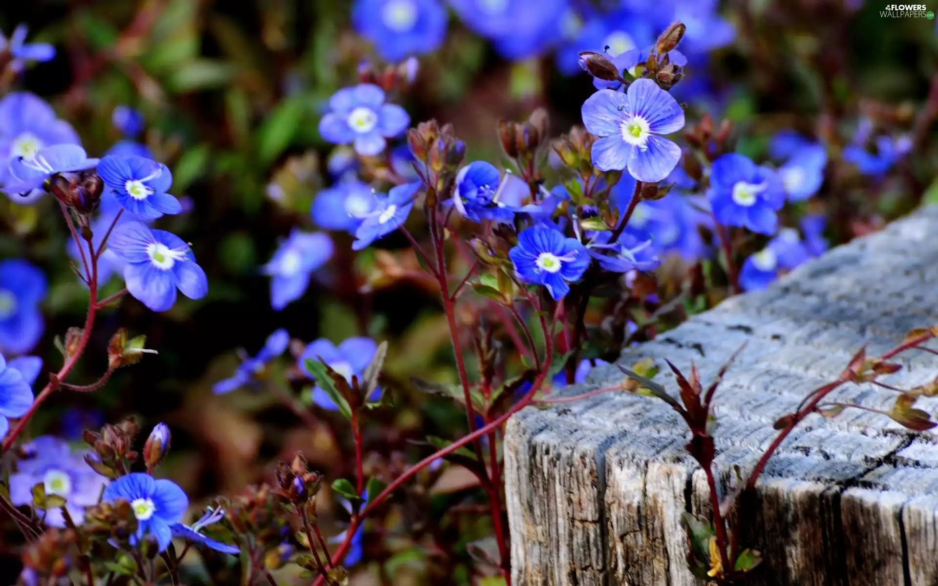 speedwell, flowers, trunk, Blue