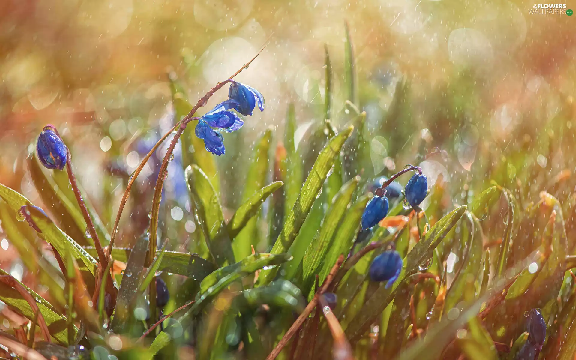 Blue, Flowers, squill
