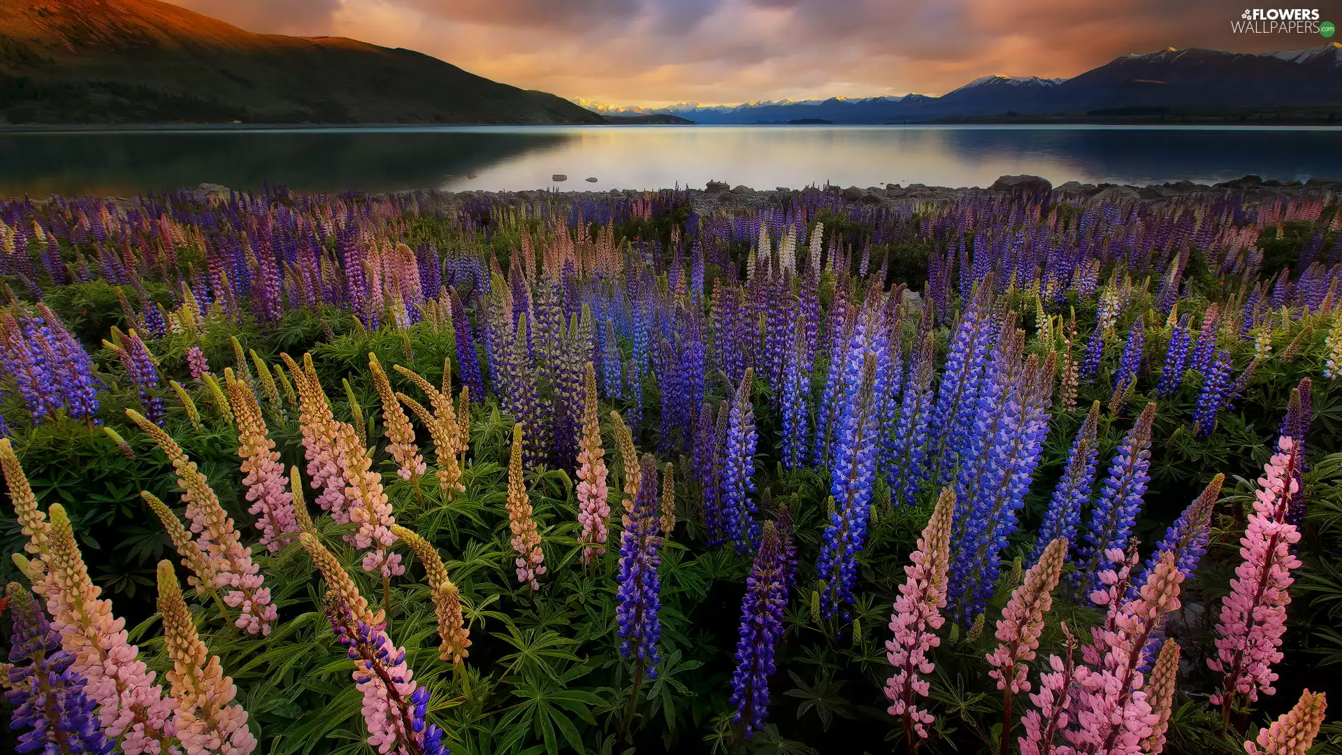 Blue, lupins, Mountains, Meadow, Sunrise, Pink, New Zeland, Tekapo Lake