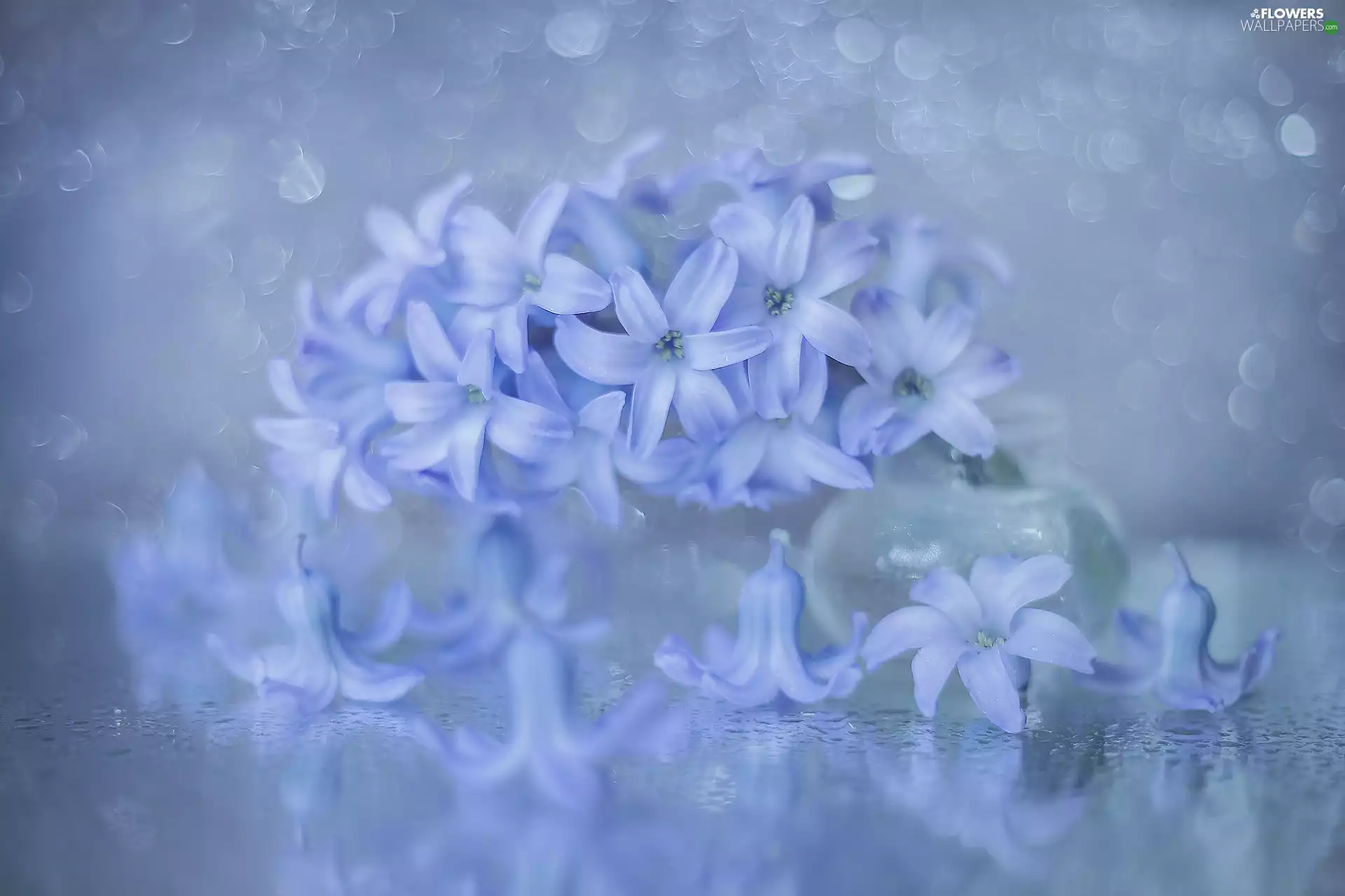 hyacinth, blue, vase, Colourfull Flowers
