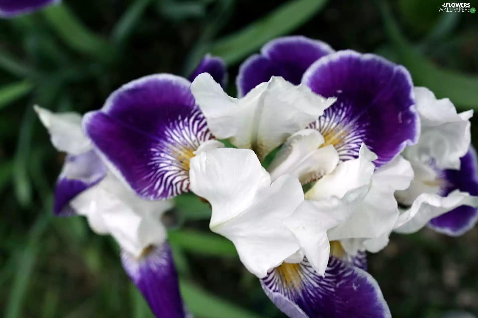 white, iris, blur, blue