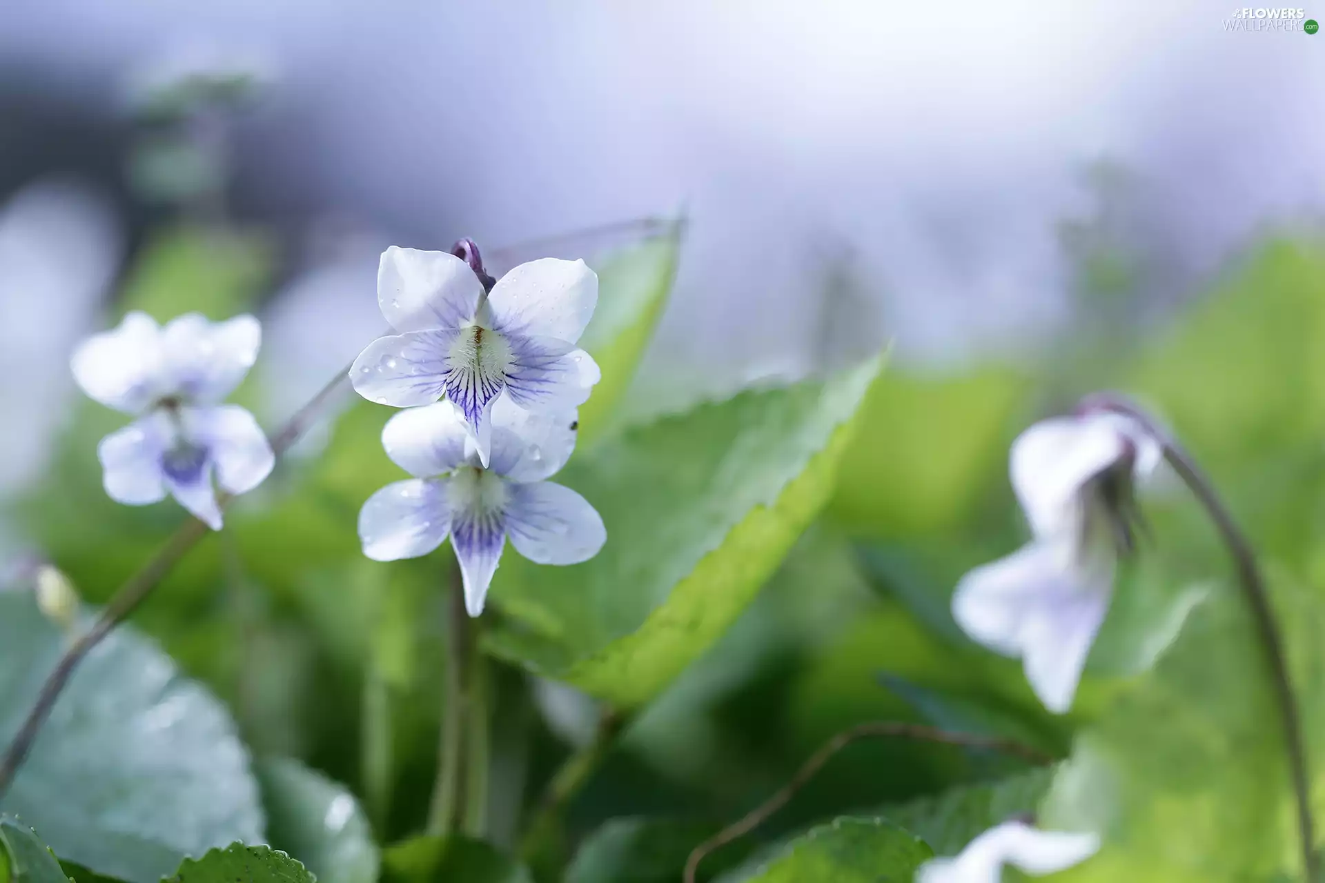 Colourfull Flowers, Common Blue Violet, White
