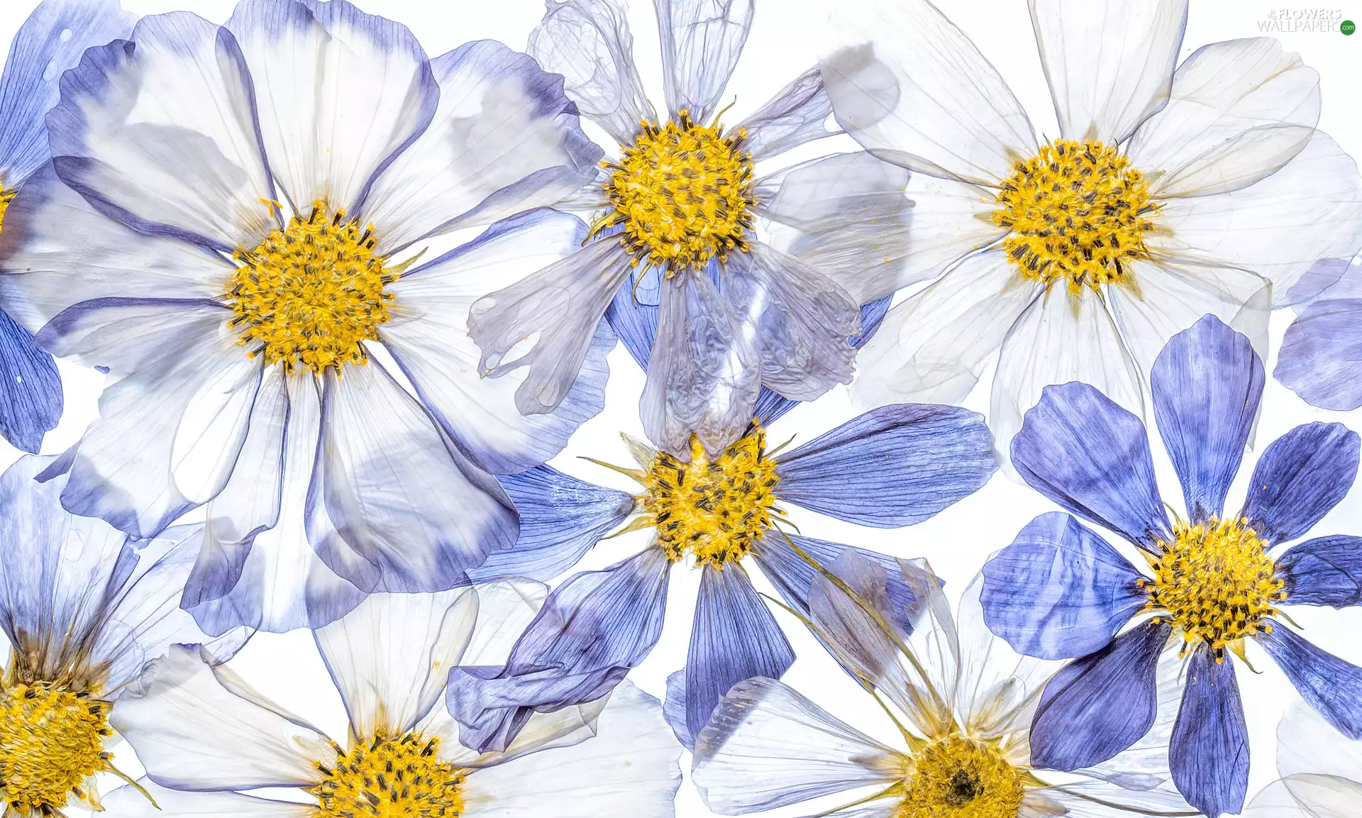White, Flowers, Cosmos, Blue